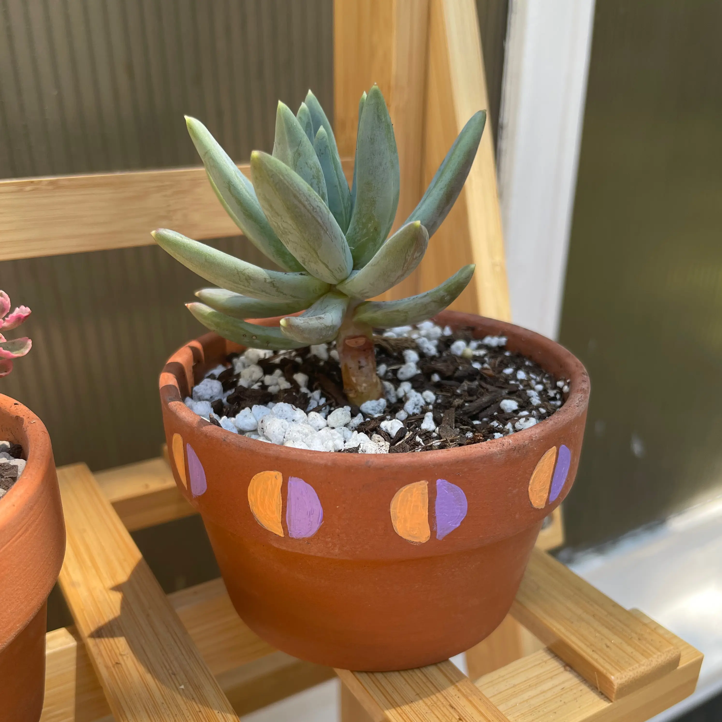 Bright Green Dudleya succulent in a decorated terracotta pot with visible soil.