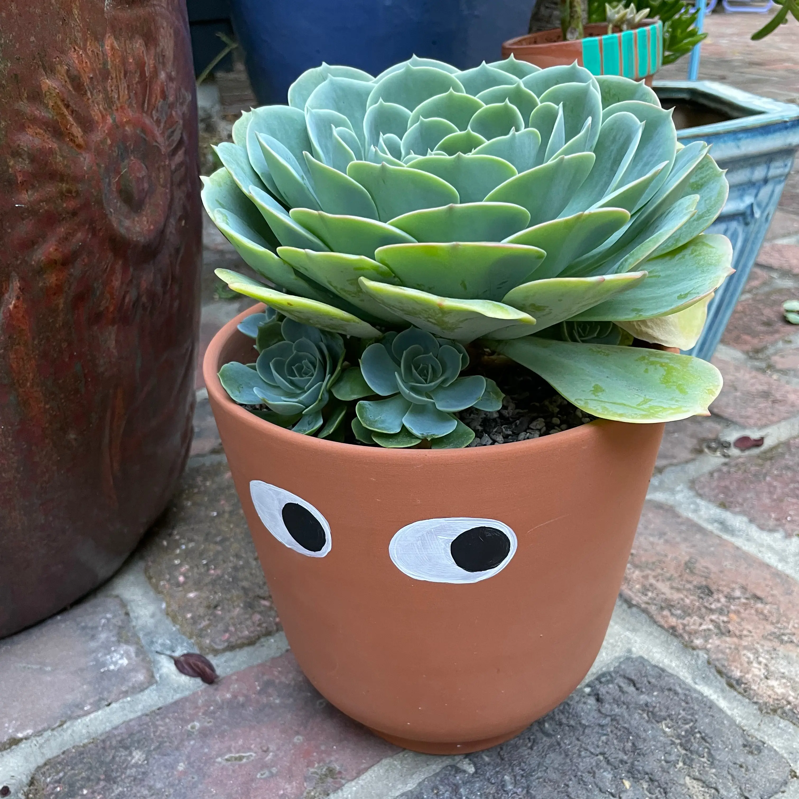 Photo of the plant species Echeveria 'Blue Rose' by @Molomolo named Big Blue (SG) on Greg, the plant care app