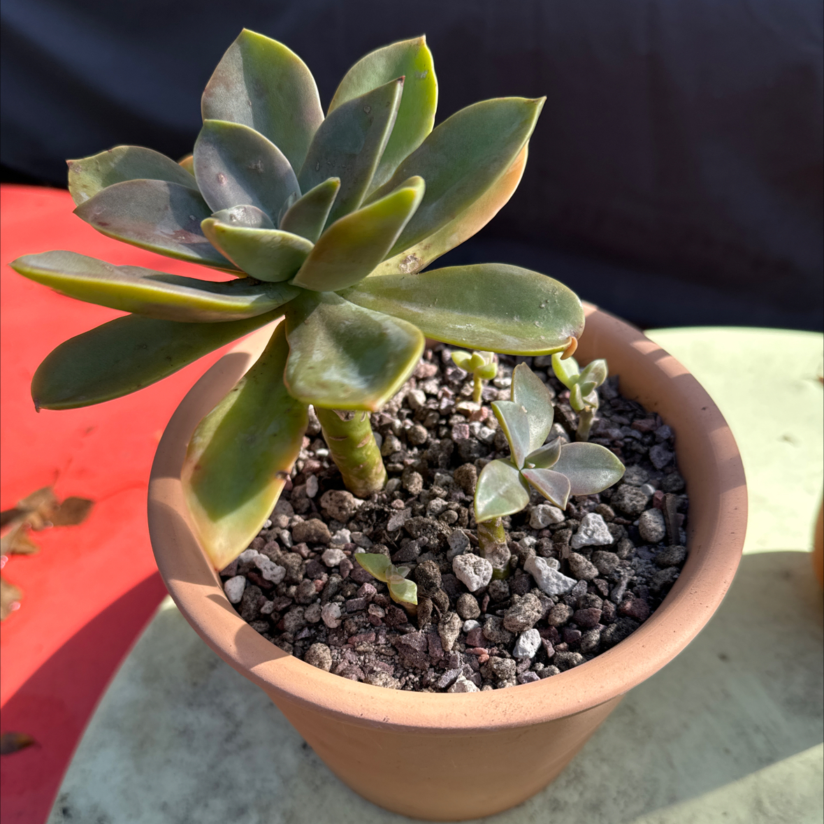 Graptoveria 'Fred Ives' succulent in a pot with visible soil, well-framed and in focus.