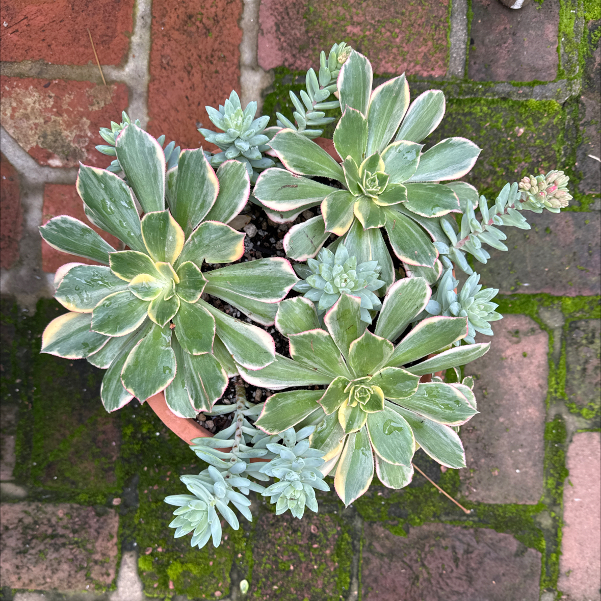 Photo of the plant species Assorted Aeonium by @Molomolo named Floresens & Harry Butterfield (WG) on Greg, the plant care app