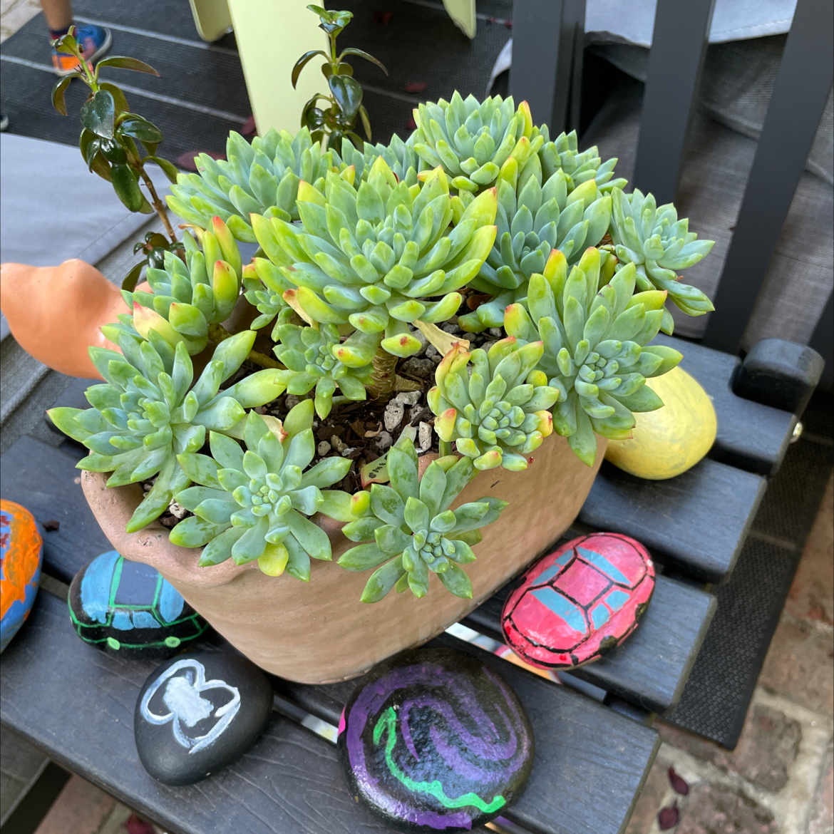 Potted Sedeveria 'Blue Elf' plant with slight yellowing at leaf tips, surrounded by painted stones.