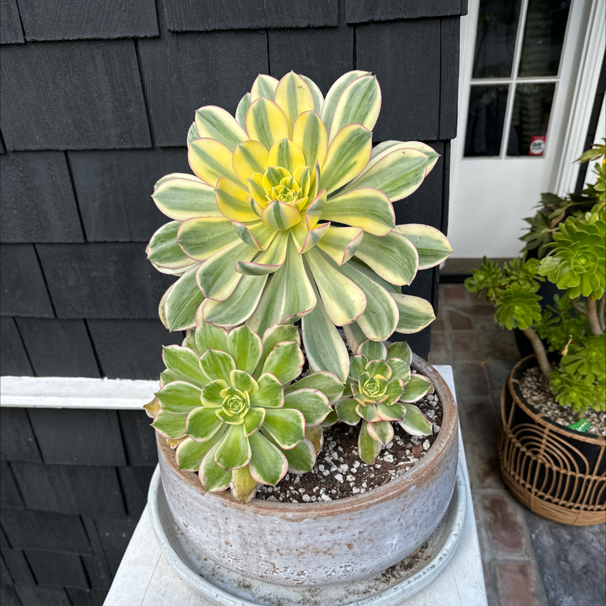 Aeonium 'Sunburst' plant in a pot with vibrant green and yellow variegated leaves.