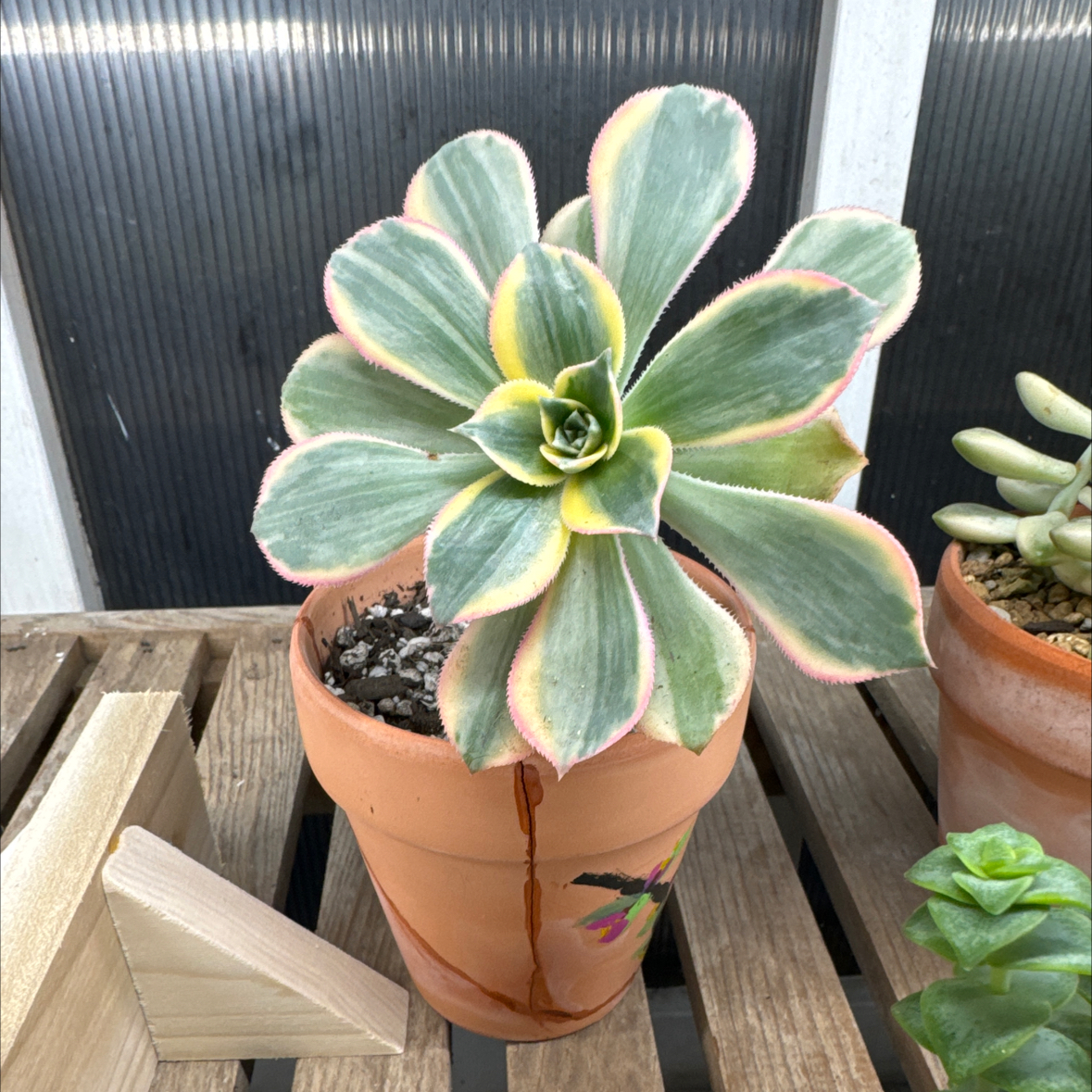 Potted Aeonium 'Sunburst' plant with variegated leaves, well-framed and in focus.