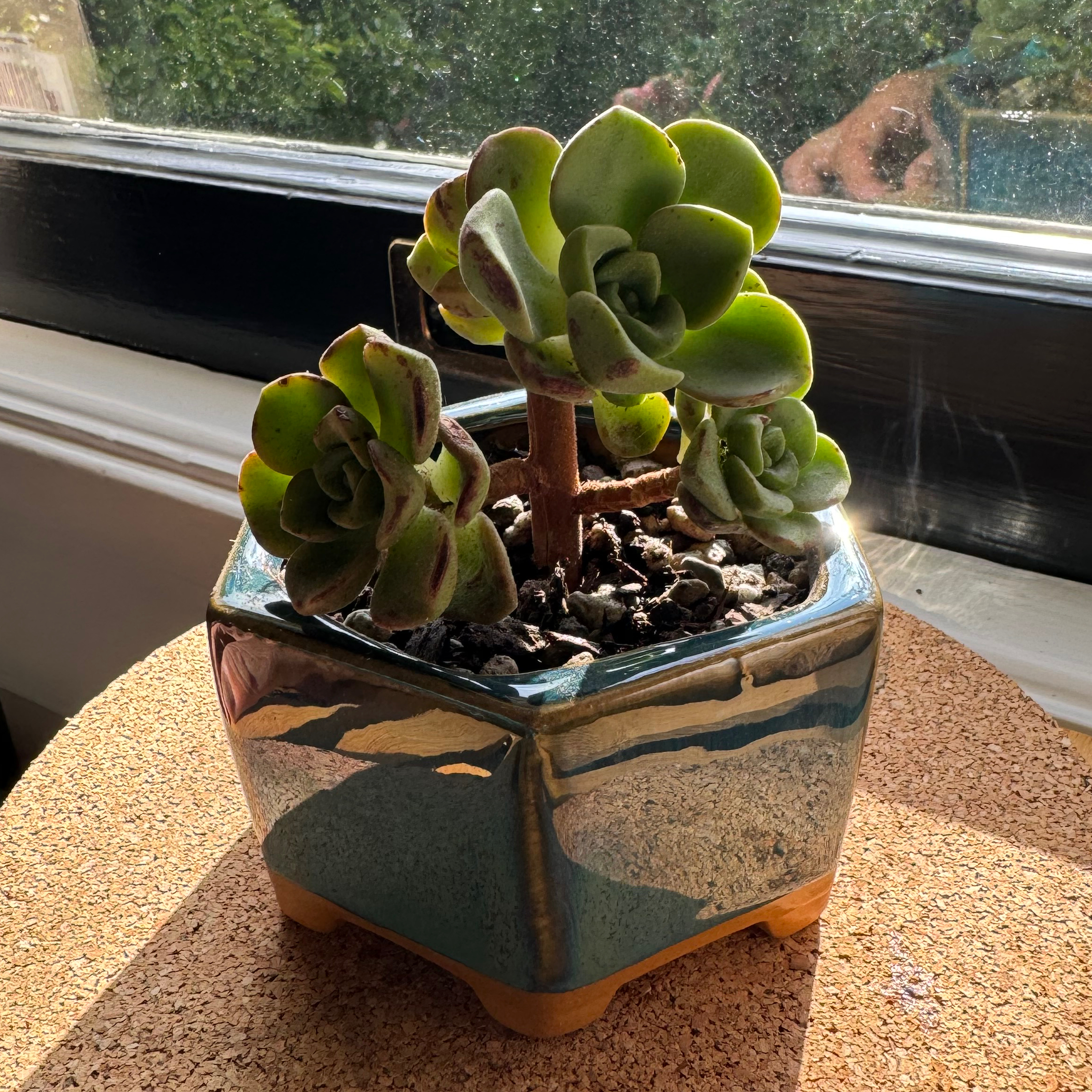 Aeonium 'Lily Pad' plant in a pot on a cork surface, with visible soil and healthy green leaves.