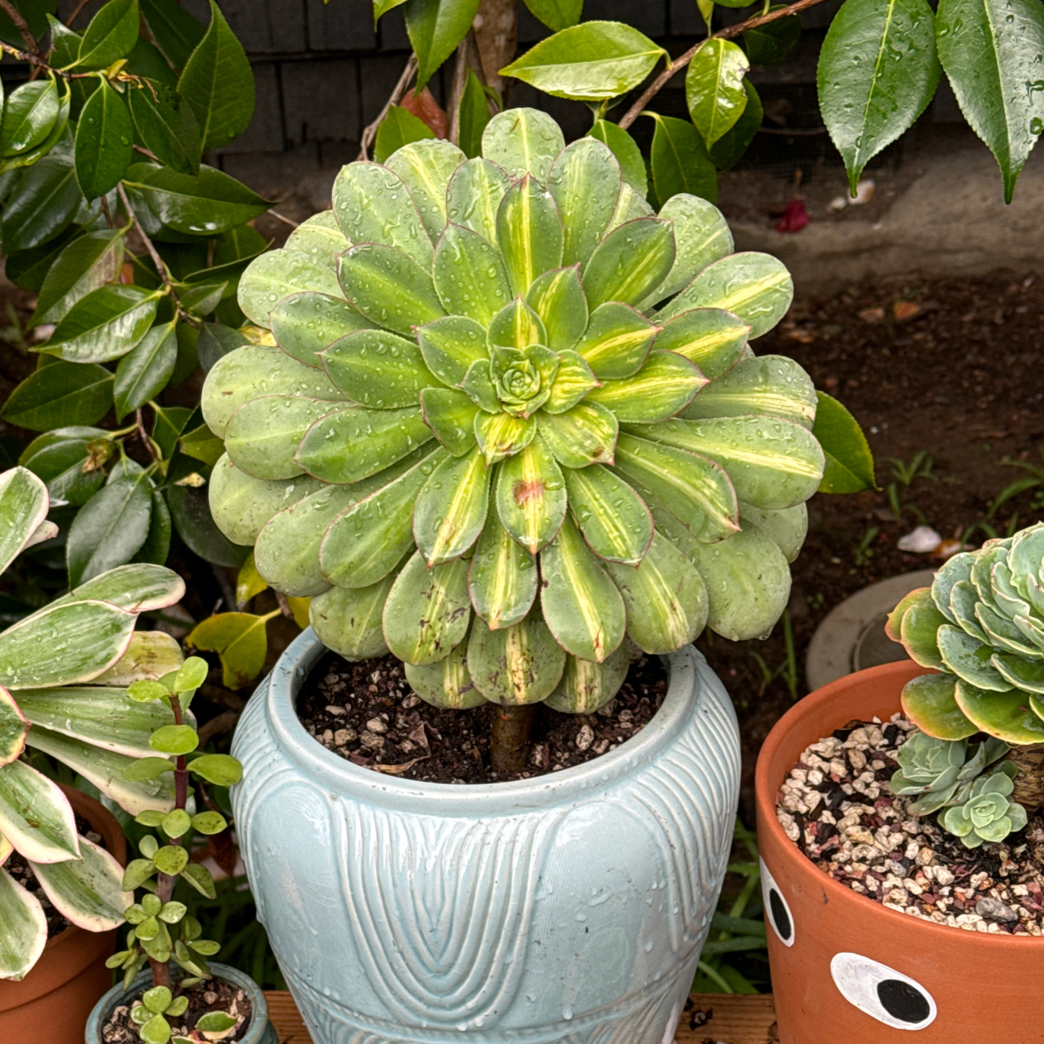 Photo of the plant species Aeonium 'Starburst' by @Molomolo named Starburst (WG) on Greg, the plant care app
