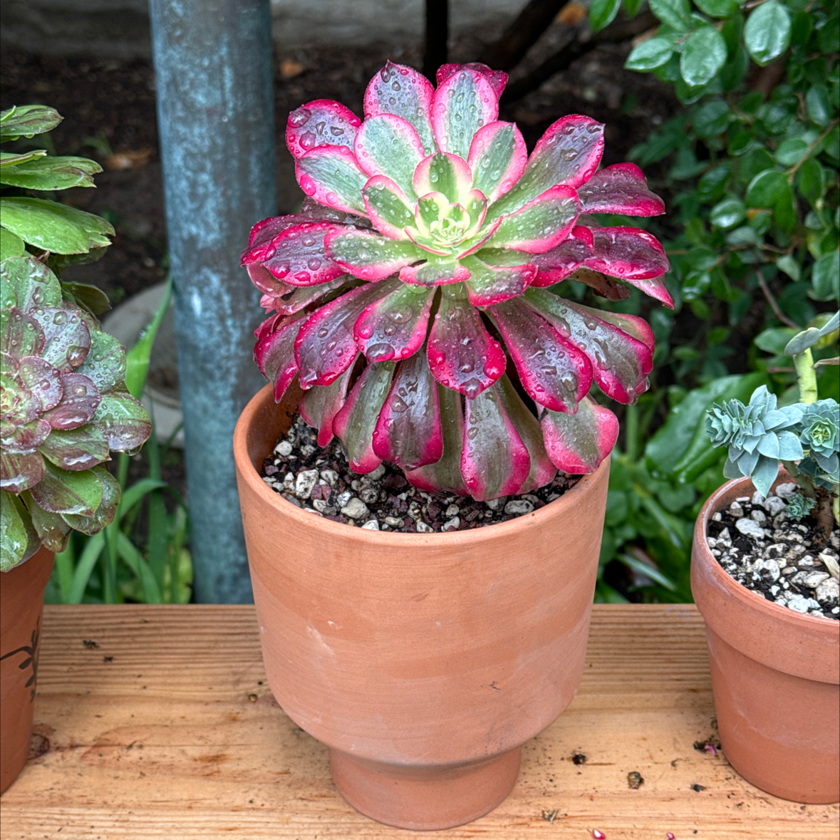 Photo of the plant species Aeonium Medusa by @Molomolo named Medusa (WG) on Greg, the plant care app