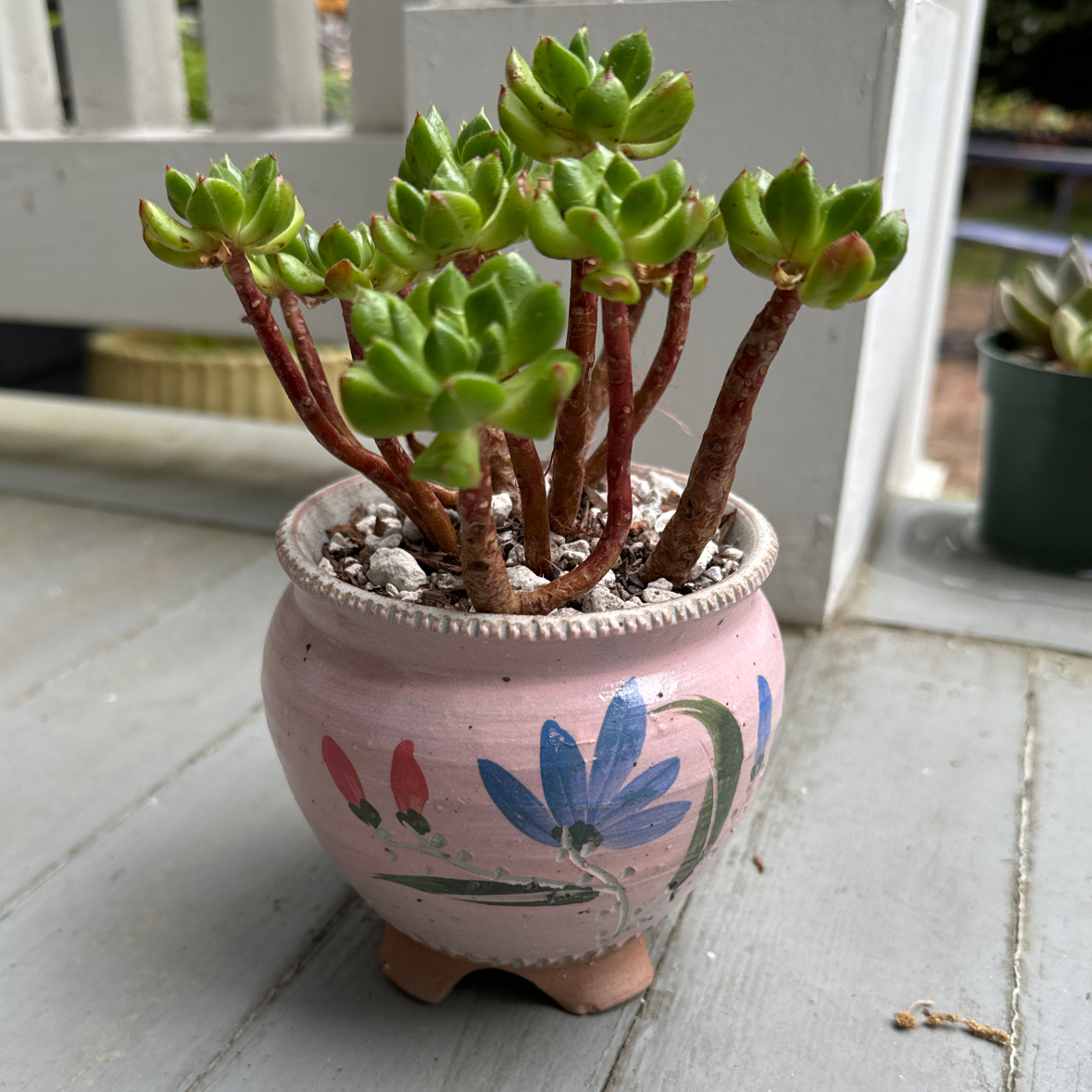 Photo of the plant species Echeveria 'Red Lantern' by @Molomolo named Red Lantern (SG) on Greg, the plant care app