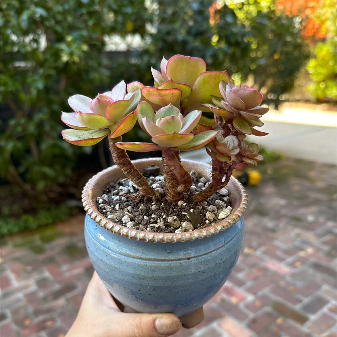 Photo of the plant species Echeveria Sunyan by @Molomolo named Sunyan (SG) on Greg, the plant care app