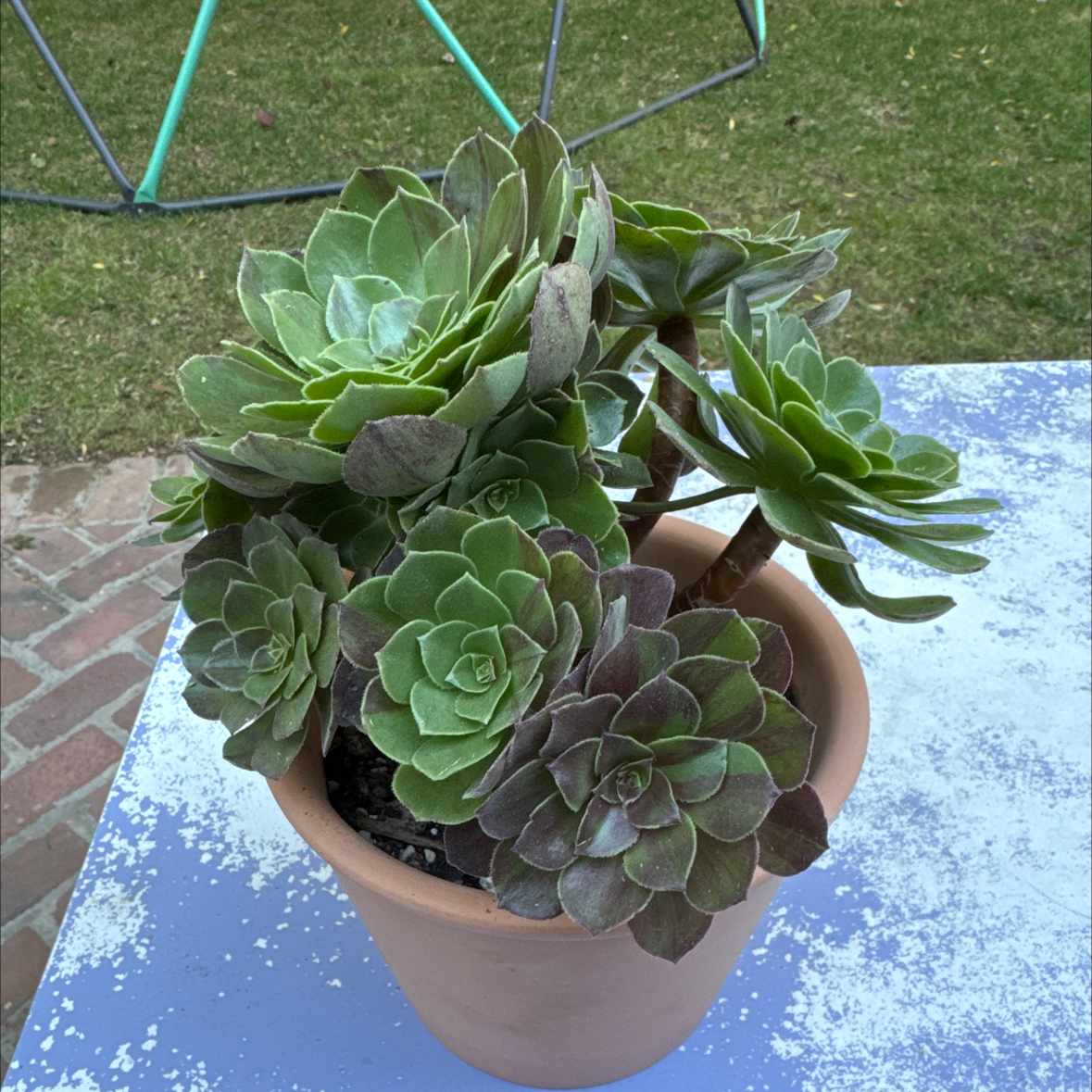 Photo of the plant species Aeonium 'Daisy' by @Molomolo named Daisy (WG) on Greg, the plant care app