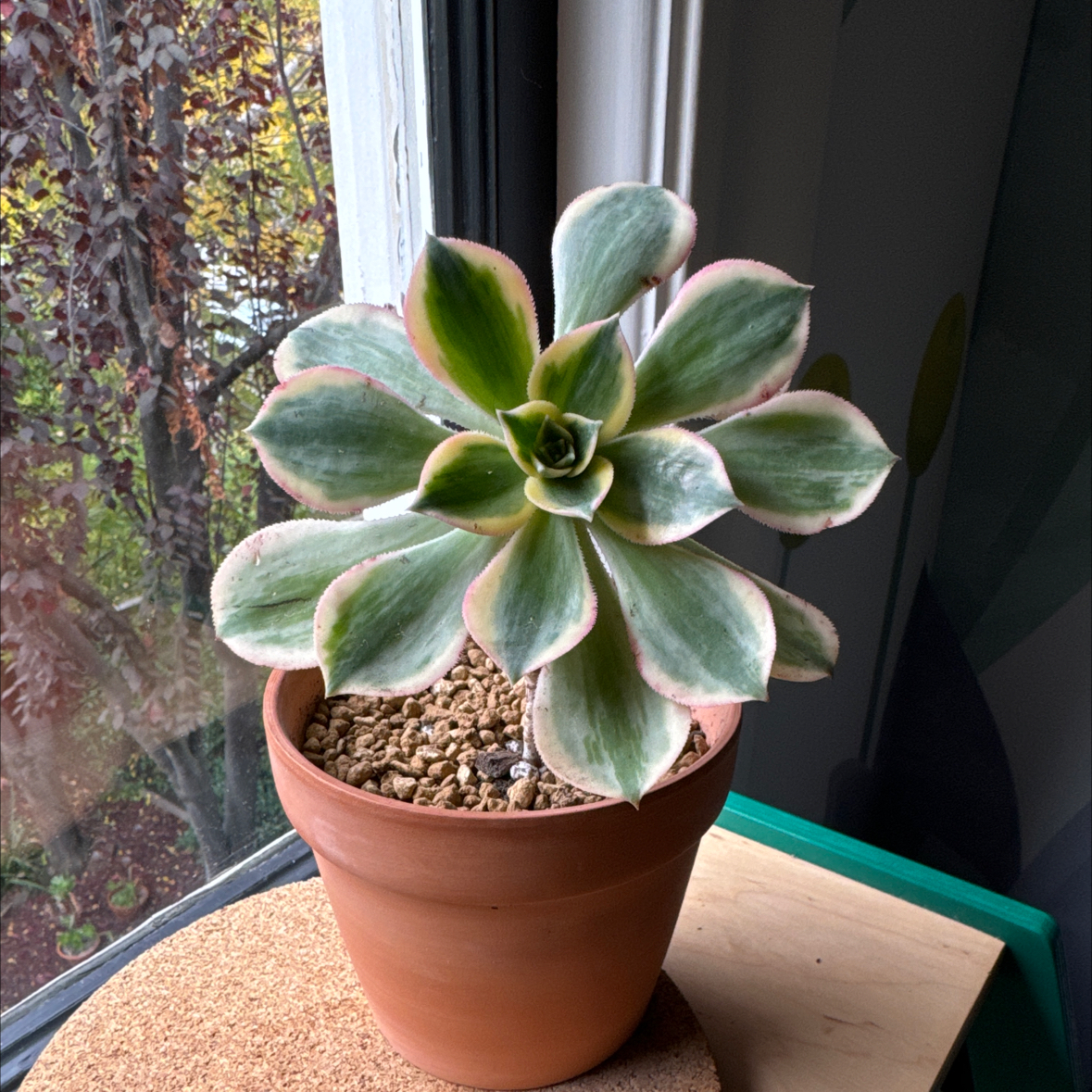 Aeonium 'Sunburst' in a pot near a window, showing healthy variegated leaves.