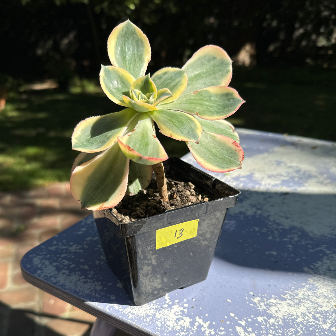 Aeonium 'Sunburst' plant in a small black pot with healthy green leaves edged in pink.