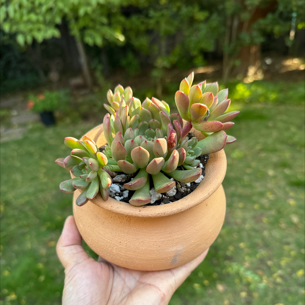 Graptoveria 'Bashful™' succulent in a terracotta pot held by a hand.