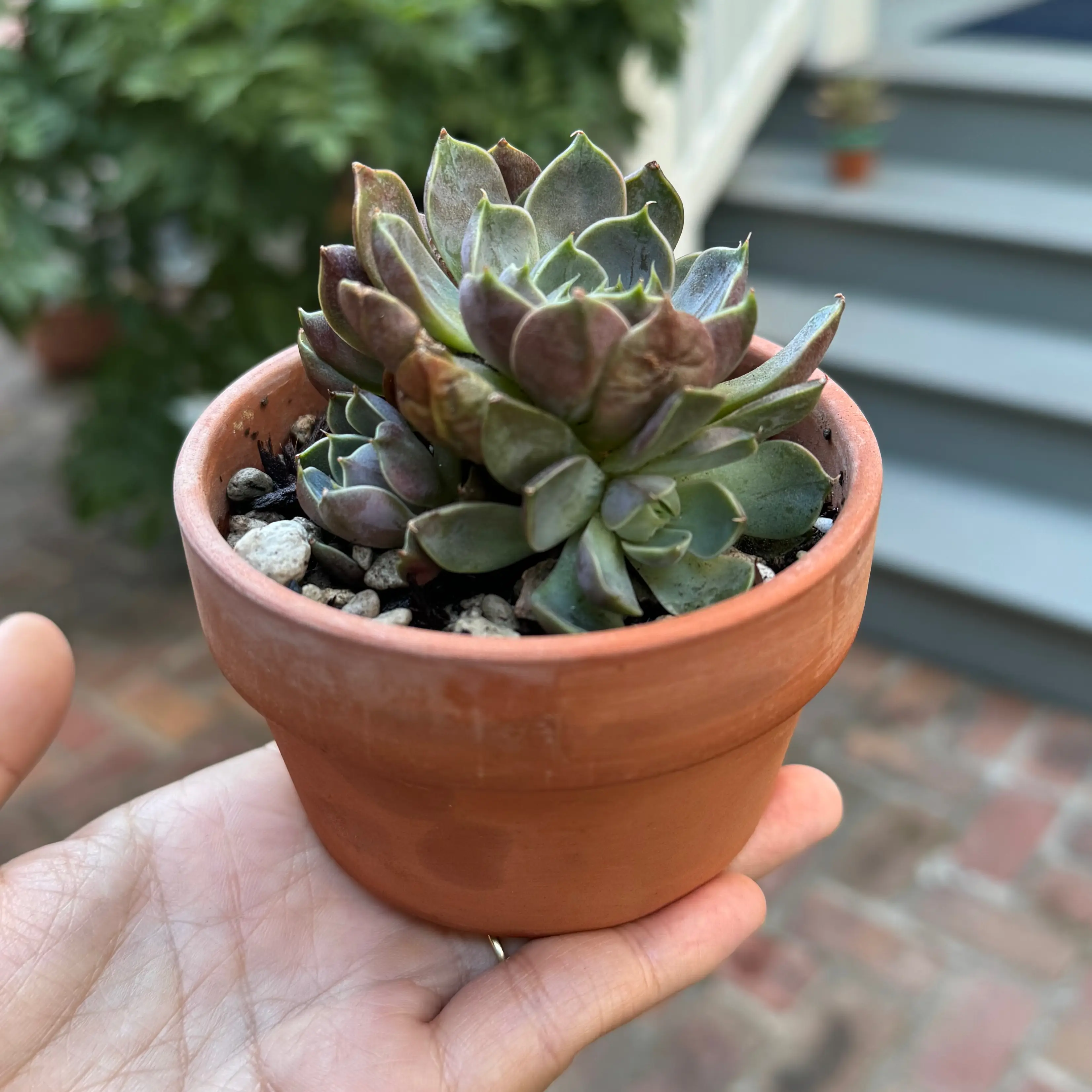 Photo of the plant species Echeveria Lucidum Roman by @Molomolo named Lucidum Roman (SG) on Greg, the plant care app