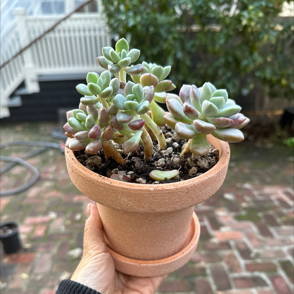 Photo of the plant species Pachyphytum 'Sika Deer' by @Molomolo named Sika Deer (SG) on Greg, the plant care app
