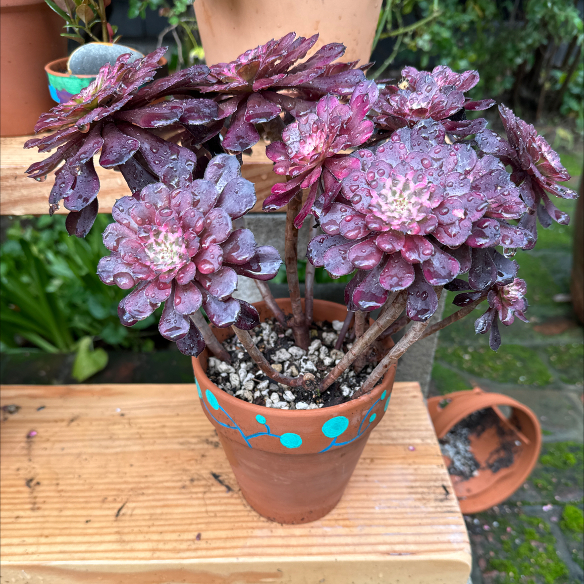 Photo of the plant species Aeonium Black Swan by @Molomolo named Black Swan (WG) on Greg, the plant care app