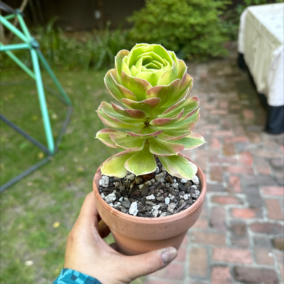 Photo of the plant species Aeonium Halloween Milk Variegated by @Molomolo named Halloween Milk (WG) on Greg, the plant care app