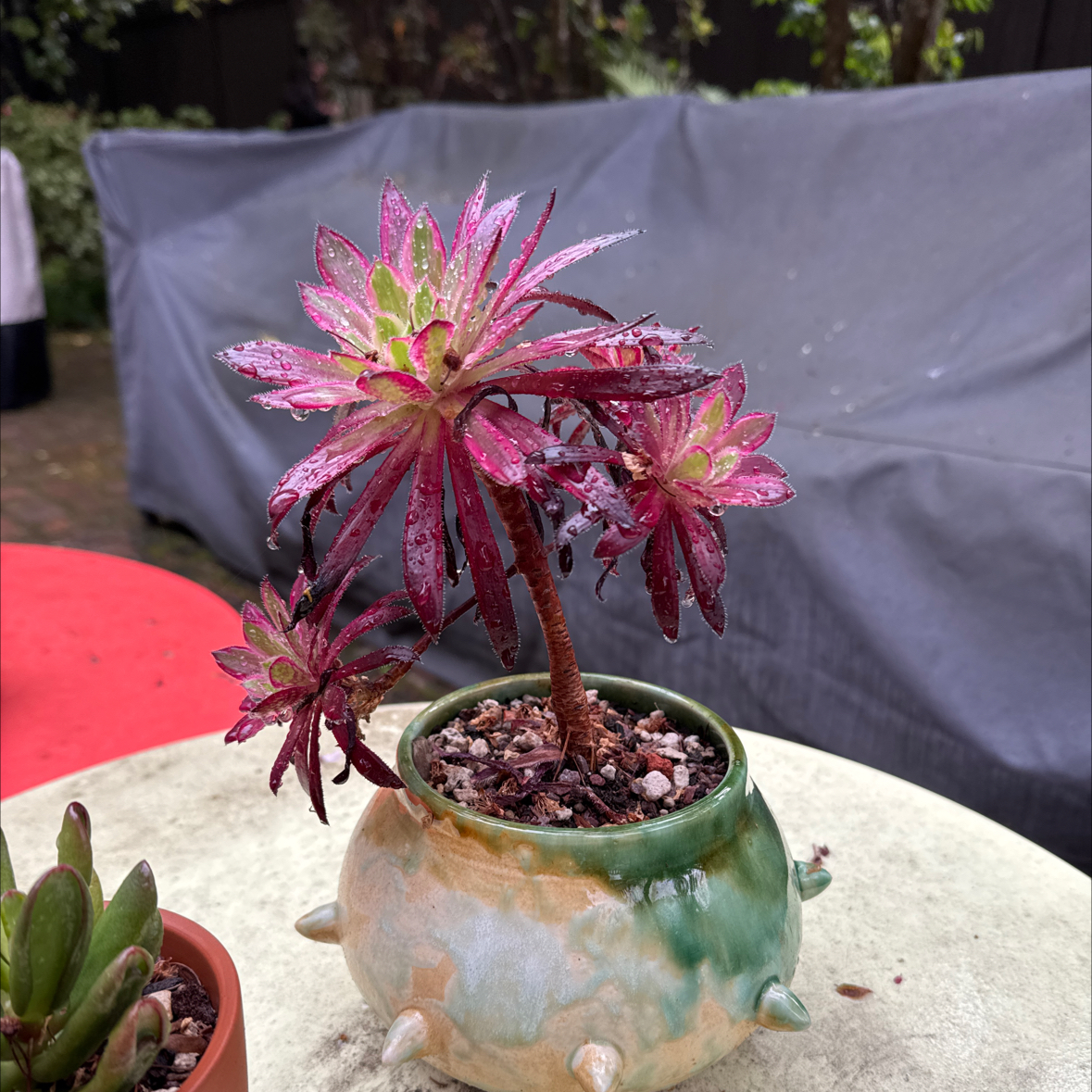 Photo of the plant species Aeonium 'Phoenix' by @Molomolo named Aristotle (WG) on Greg, the plant care app