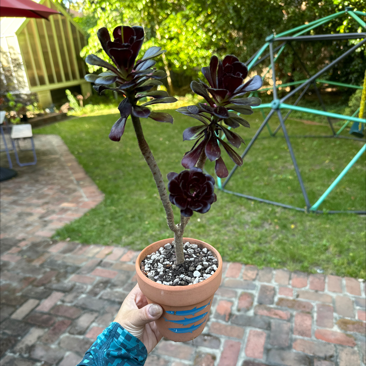 Photo of the plant species Aeonium 'Big Bang' by @Molomolo named Big Bang (WG) on Greg, the plant care app