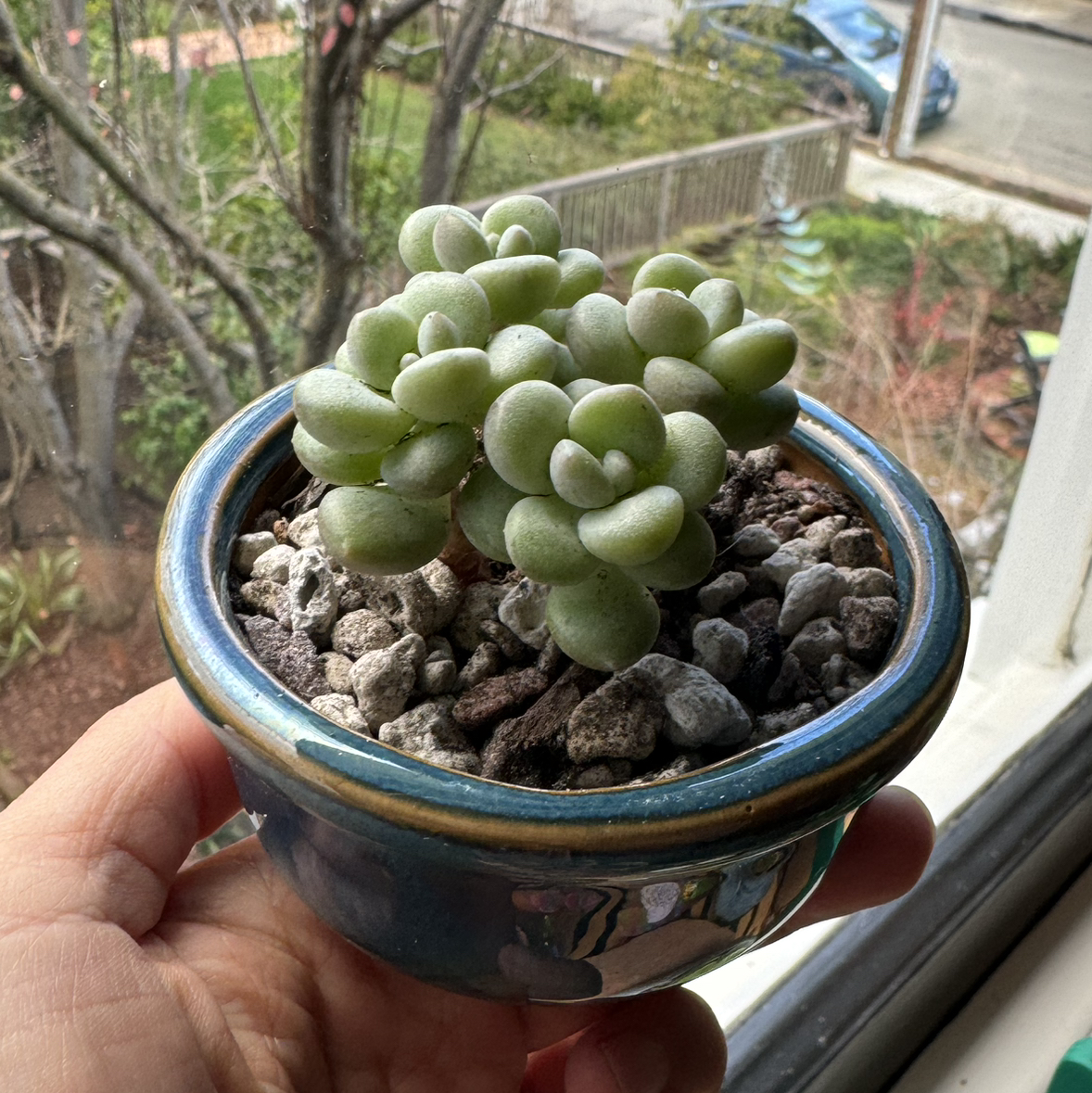 Photo of the plant species Echeveria Rococo by @Molomolo named Rococo on Greg, the plant care app