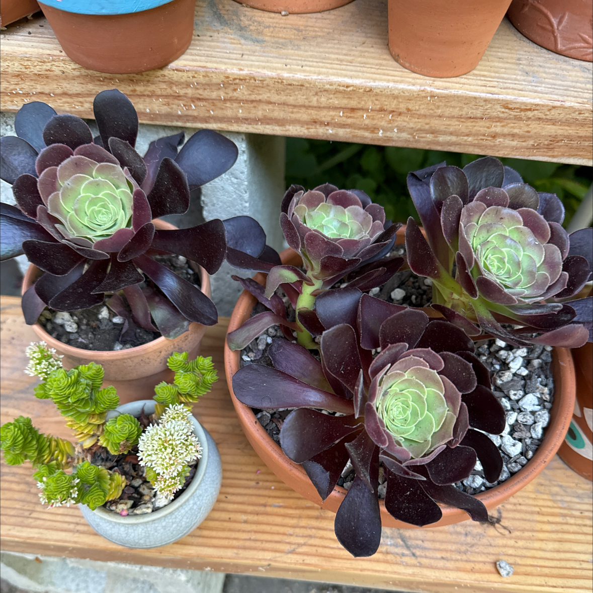 Photo of the plant species Blushing Beauty by @Molomolo named Blushing Beauty on Greg, the plant care app