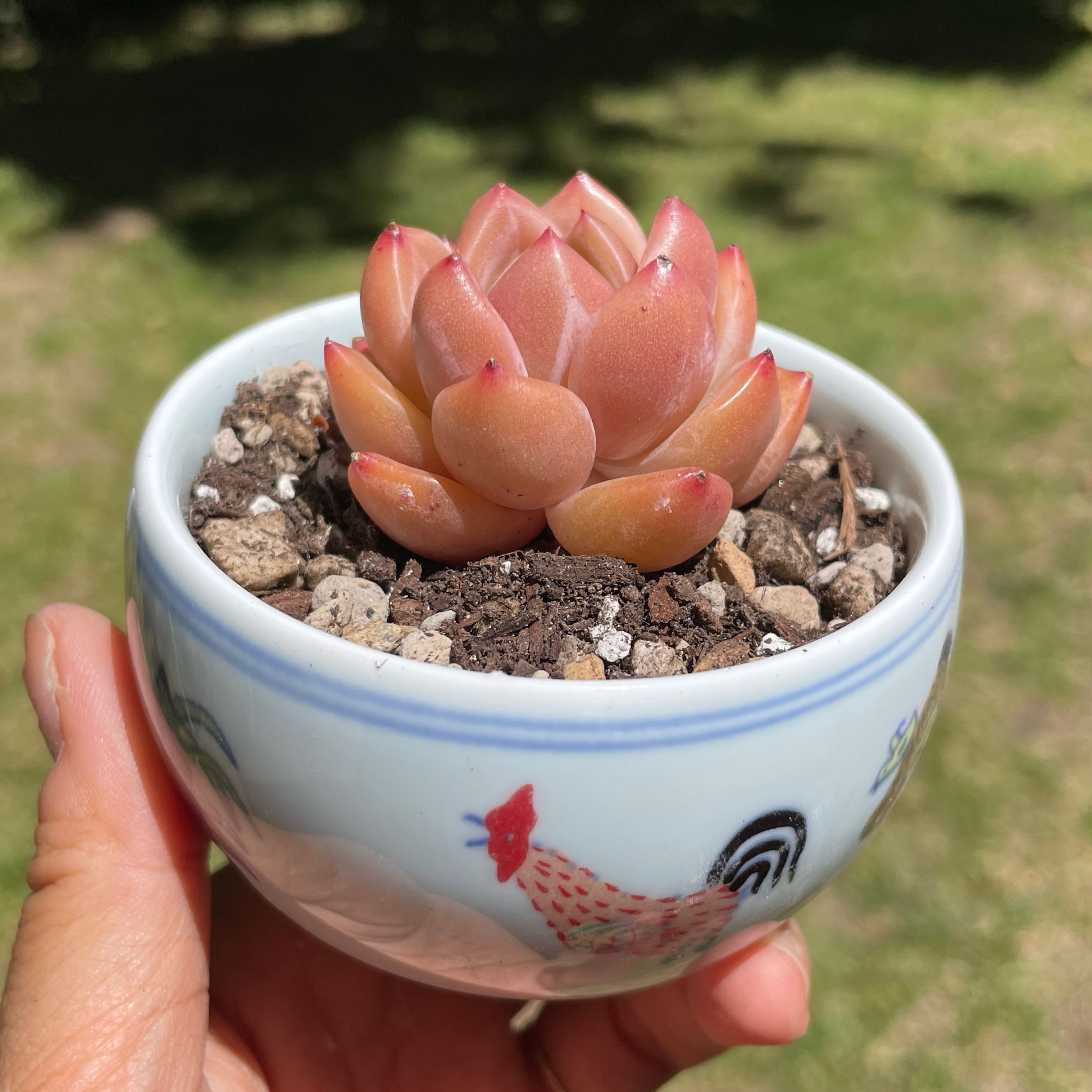 Photo of the plant species Echeveria Caramel Maria by @Molomolo named Caramel (SG) on Greg, the plant care app