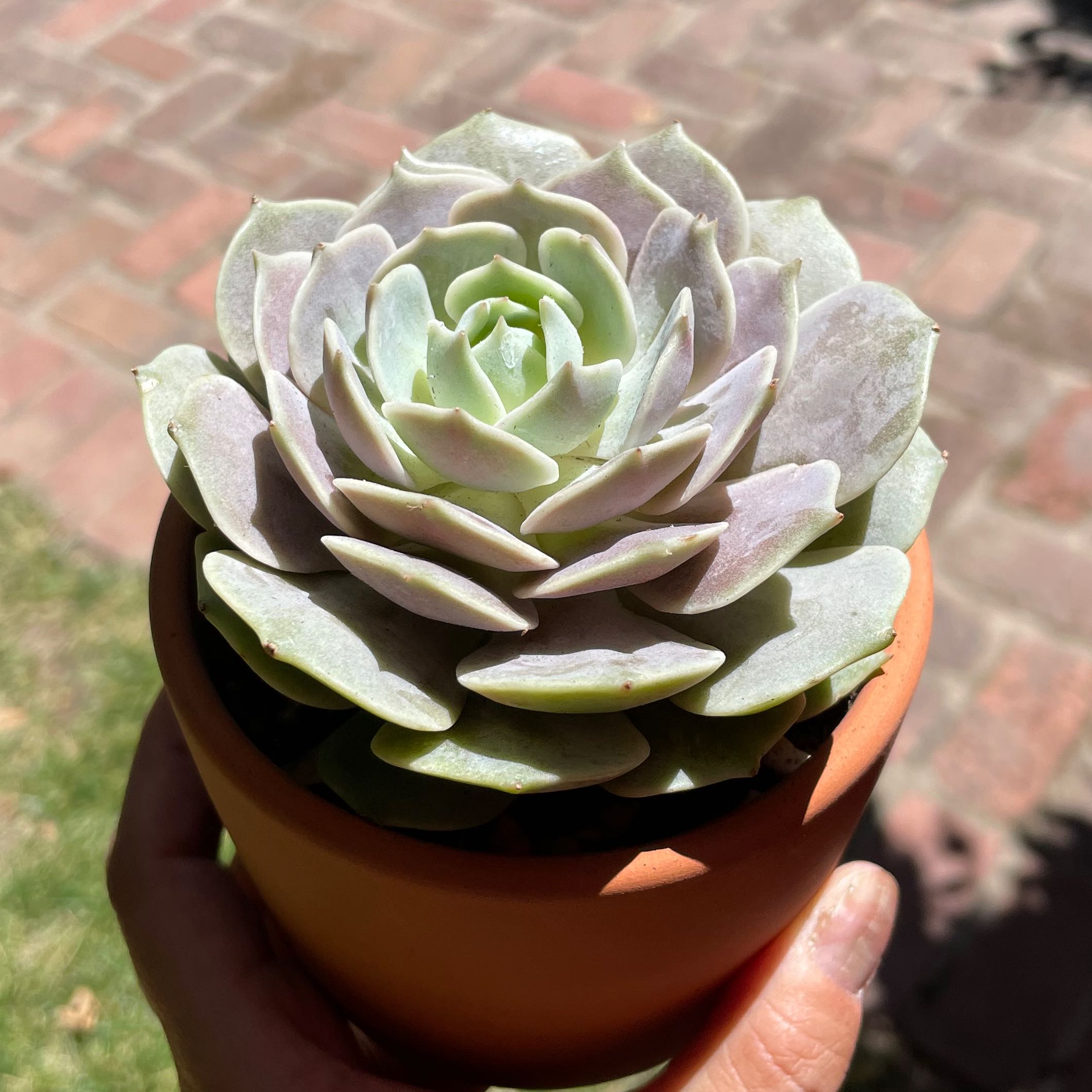 Photo of the plant species Echeveria Pink Lola by @Molomolo named Office Pink Lola (SG) on Greg, the plant care app