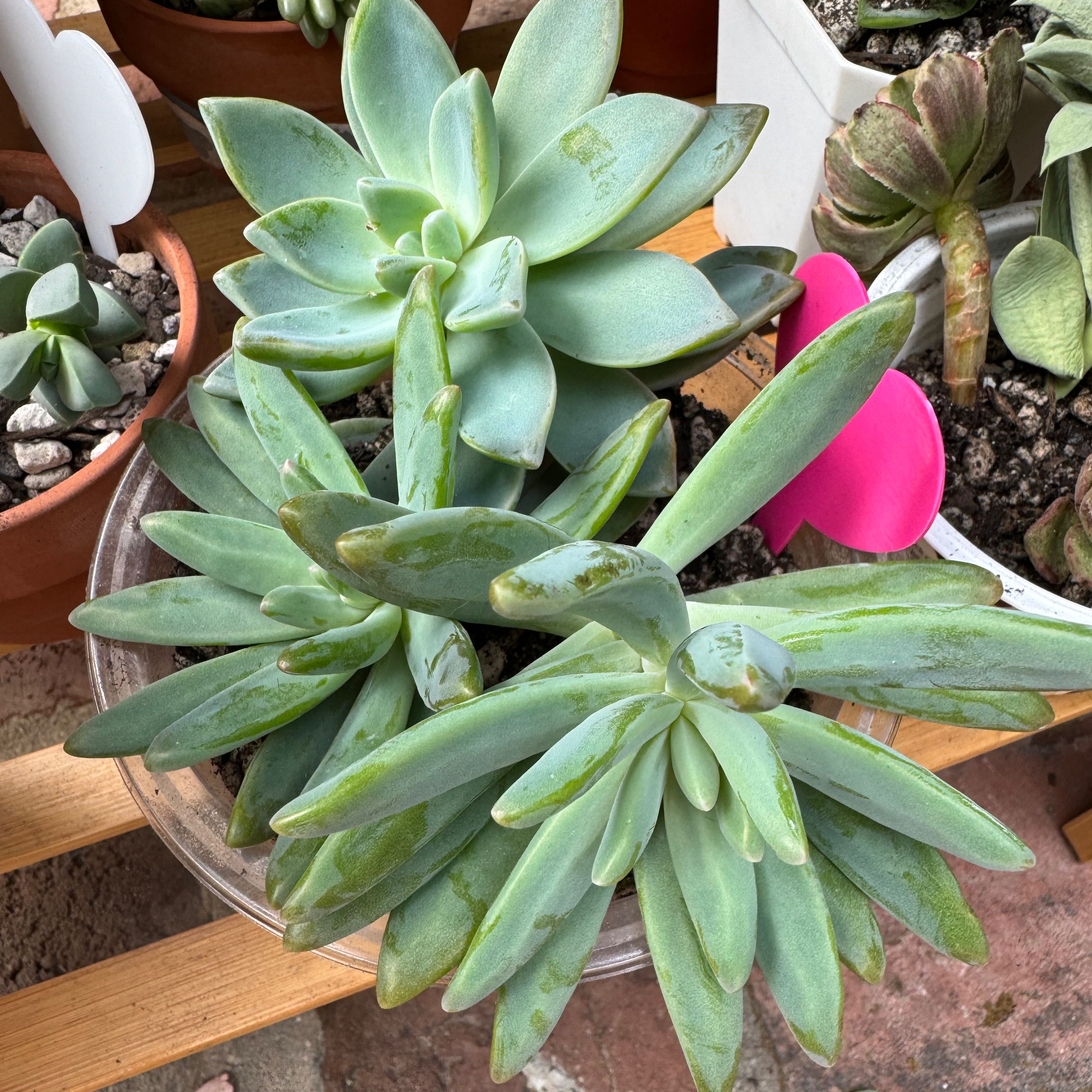 Graptosedum 'Francesco Baldi' succulent with thick, fleshy leaves in a pot.