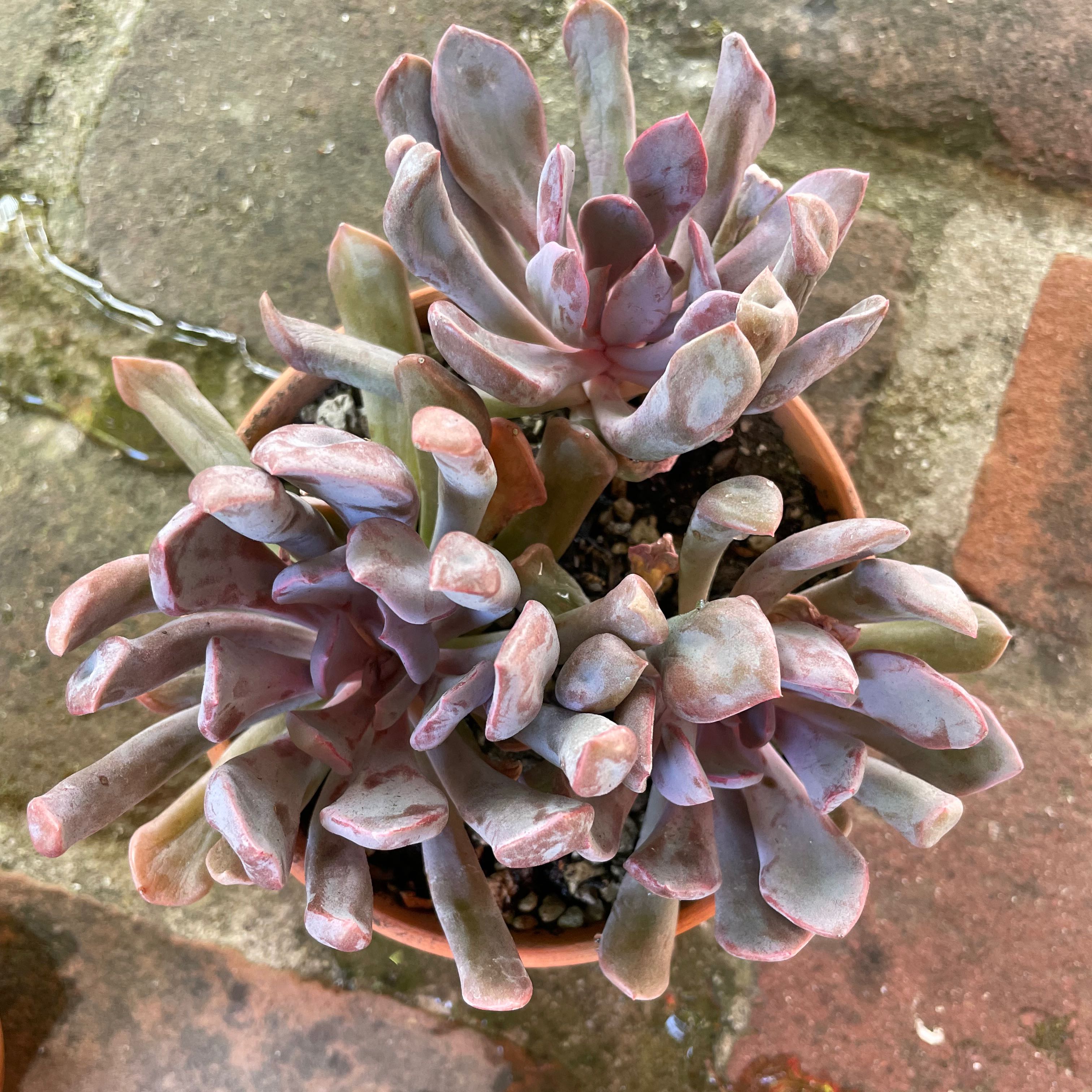 Photo of the plant species Echeveria Lilac Spoon by @Molomolo named Lilac Spoons (SG) on Greg, the plant care app