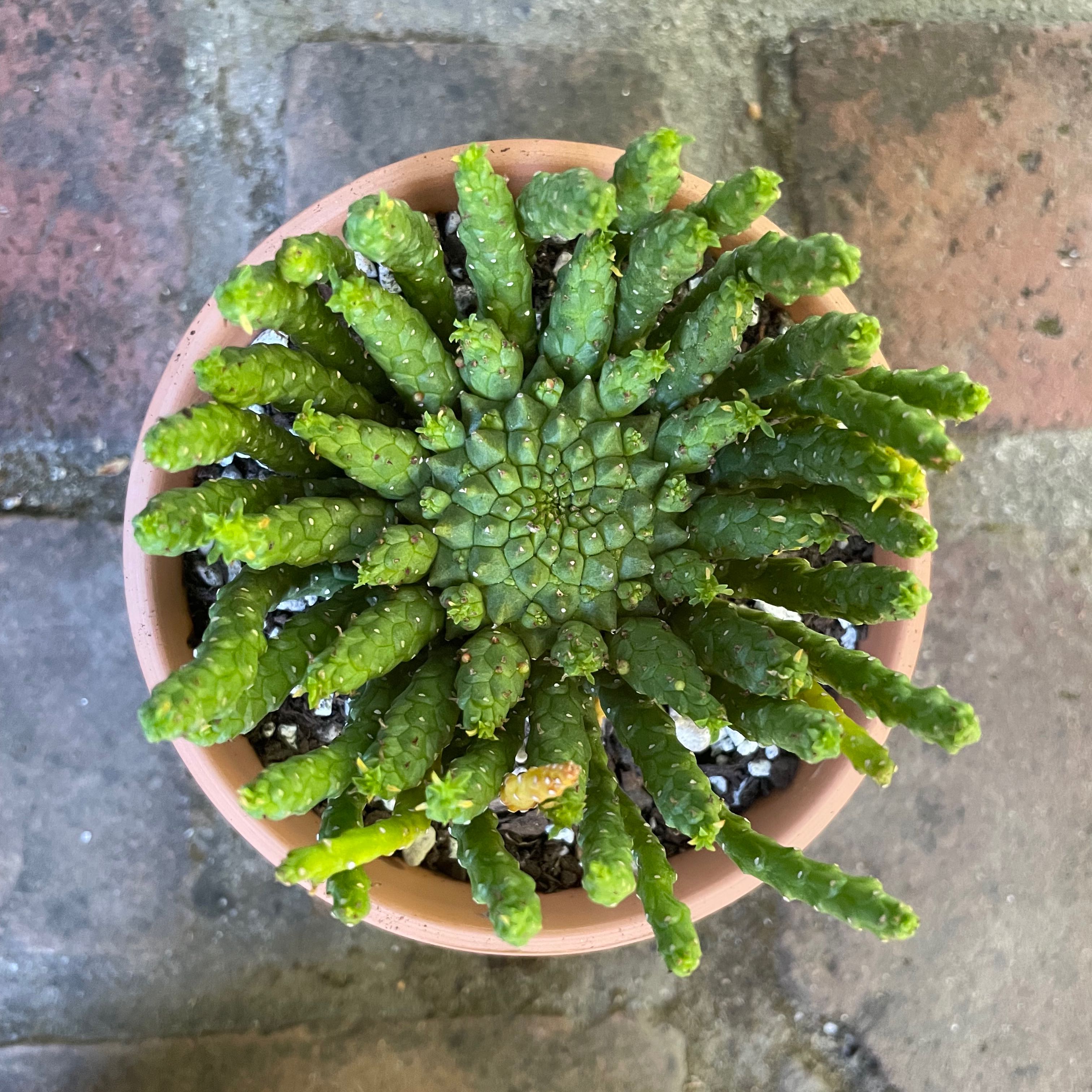 Potted Medusa's Head (Euphorbia caput-medusae) with green cylindrical stems radiating from the center.