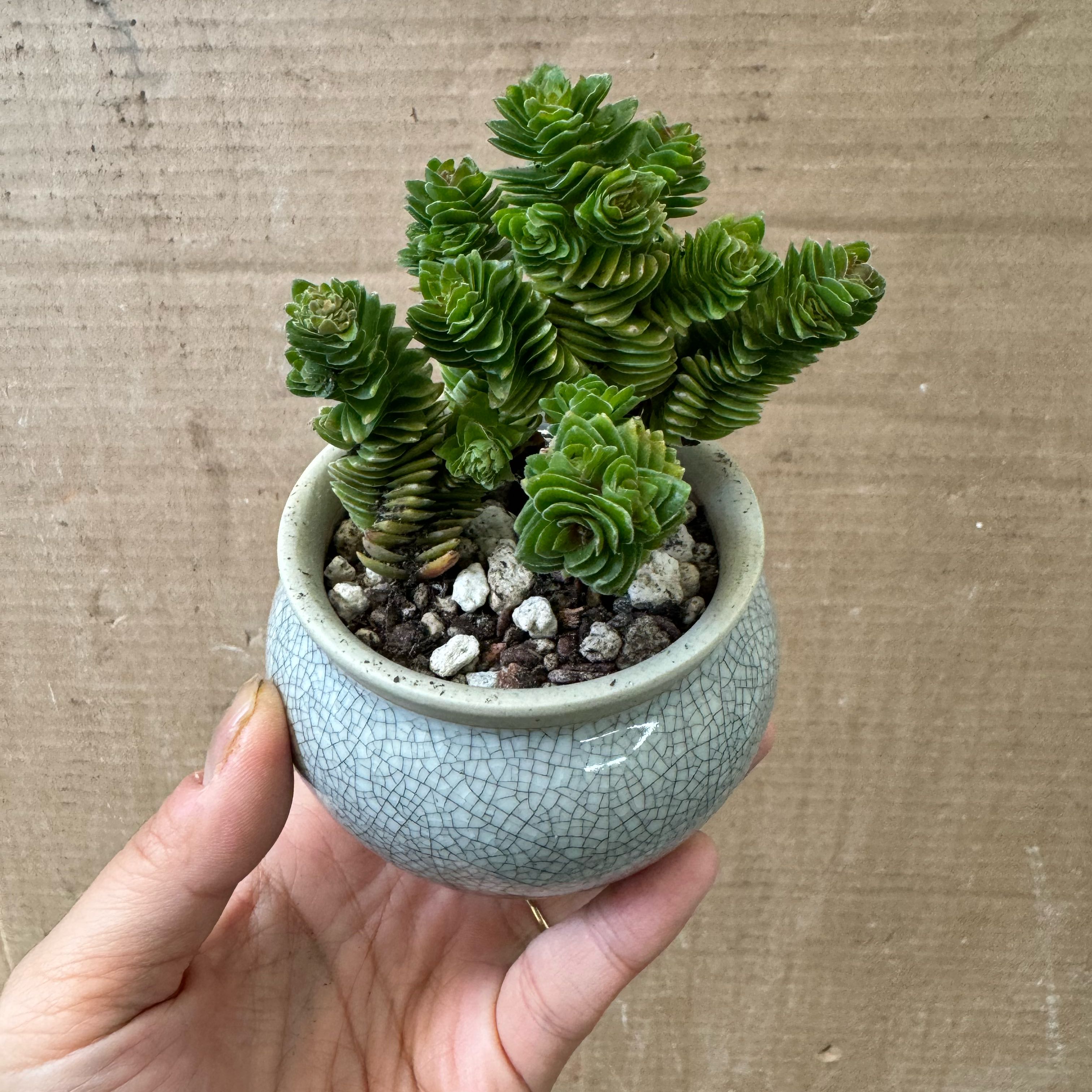 Photo of the plant species Crassula 'Spiralis' by @Molomolo named Spiralis on Greg, the plant care app