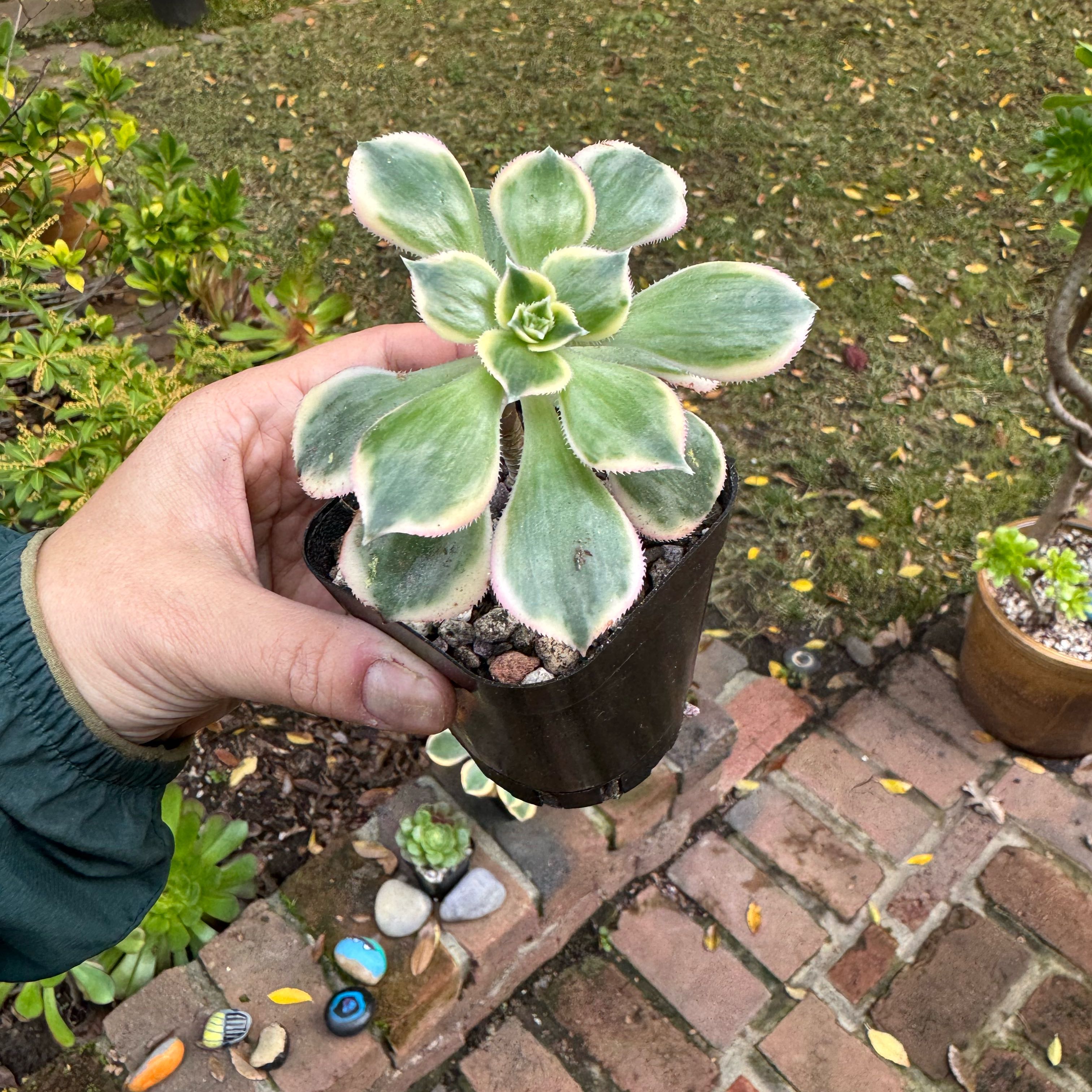 Aeonium 'Sunburst' succulent held in a small pot with a garden background.