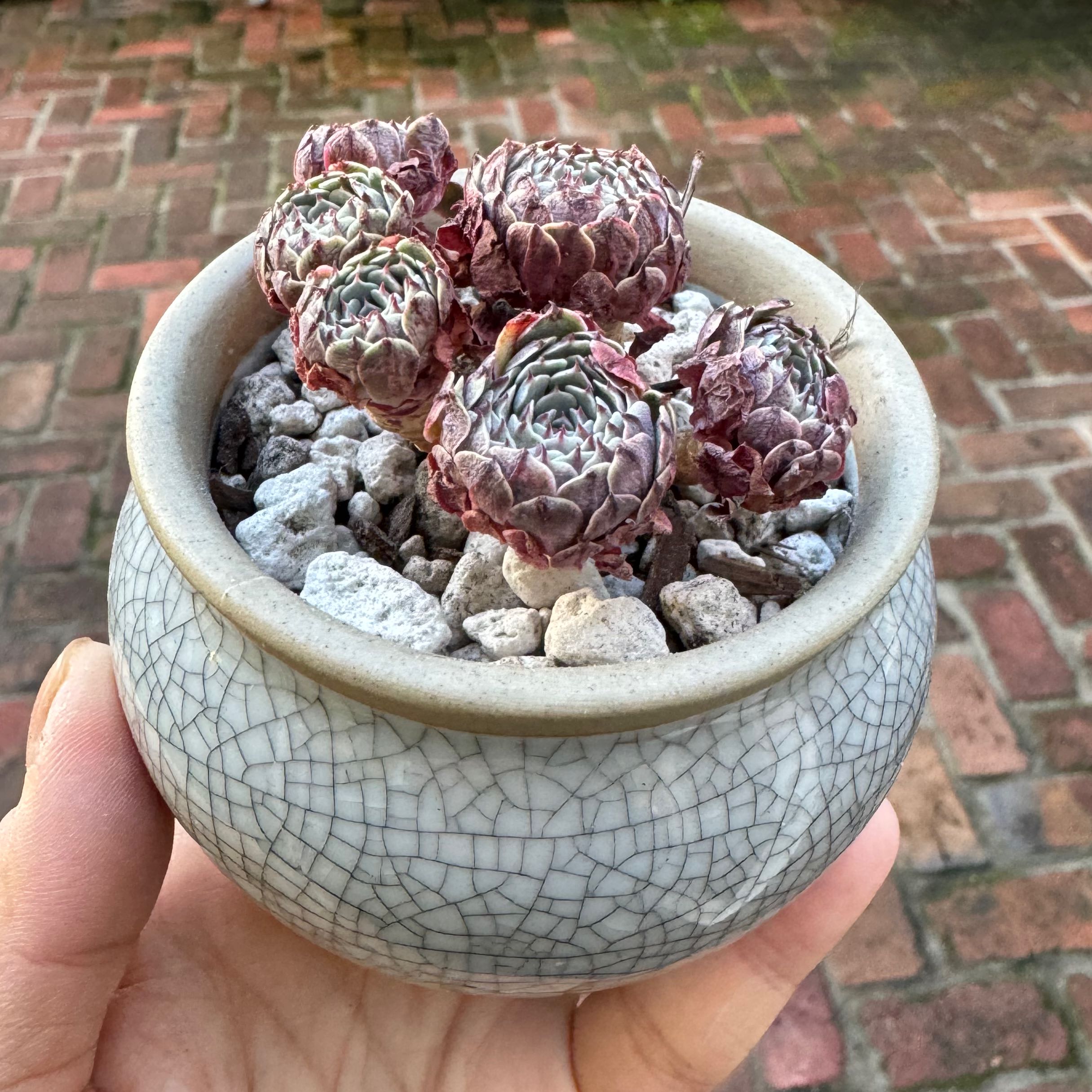 Photo of the plant species Echeveria Pinwheel by @Molomolo named Pinwheel (SG) on Greg, the plant care app