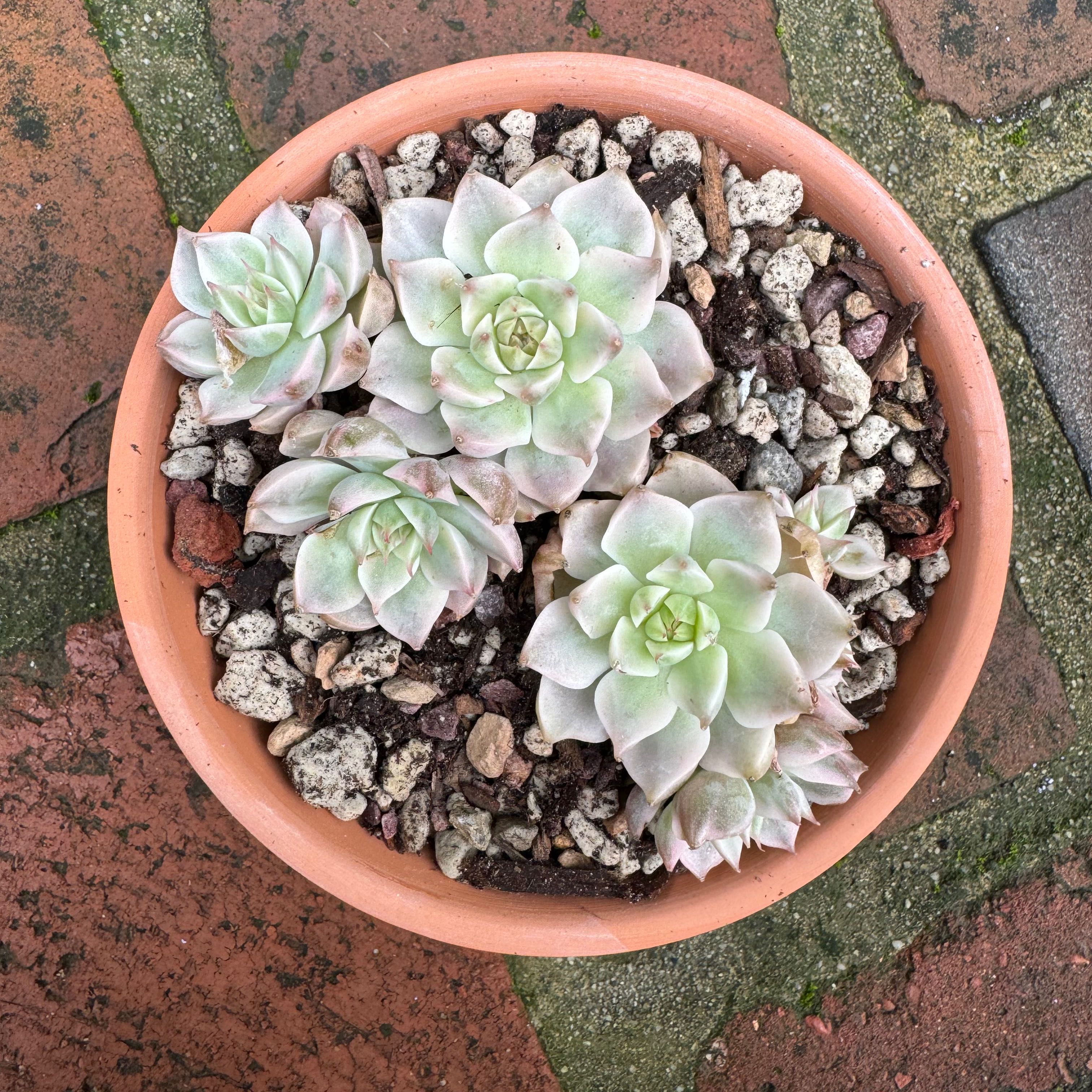 Photo of the plant species Echeveria Margaret Variegated by @Molomolo named Margaret (SG) on Greg, the plant care app