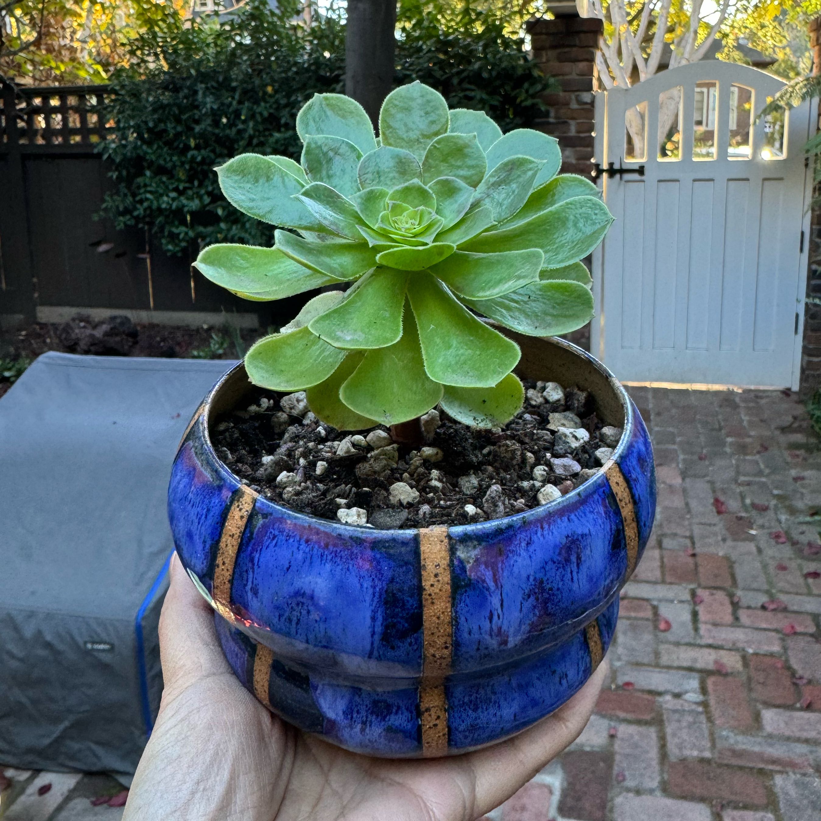 Photo of the plant species Aeonium 'Daisy' by @Molomolo named Planty on Greg, the plant care app