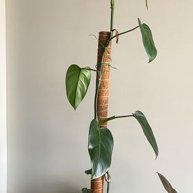 Photo of the plant species Philodendron Esmeraldense Narrow by @RegalGrounds named Philomena on Greg, the plant care app
