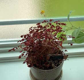 Photo of the plant species Oxalis herrerae by @RegalGrounds named Lucky stripe on Greg, the plant care app