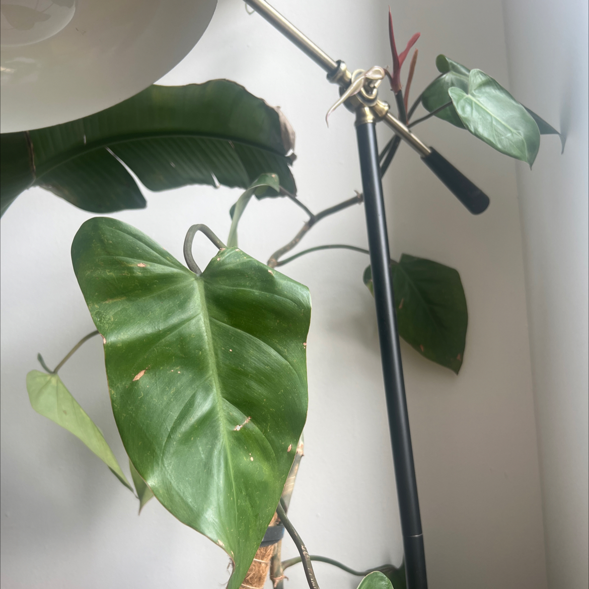 Red Emerald Philodendron with minor browning on leaf edges, climbing a support structure.