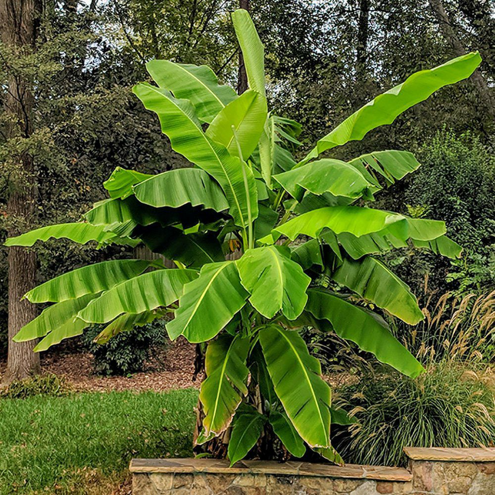 Japanese Banana plant with large, healthy green leaves in an outdoor setting.