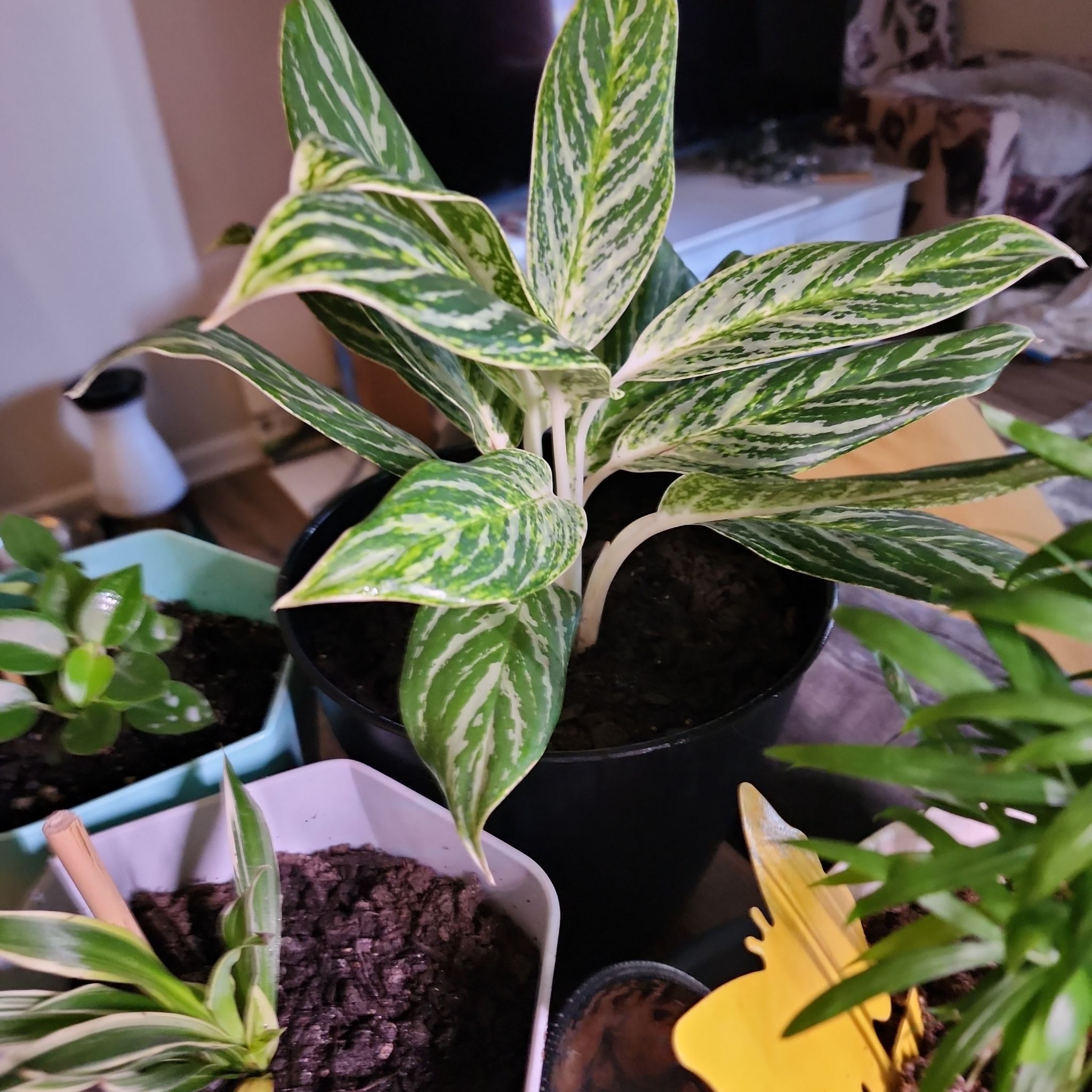 Chinese Evergreen 'Golden Madonna' plant in a black pot with vibrant variegated leaves.