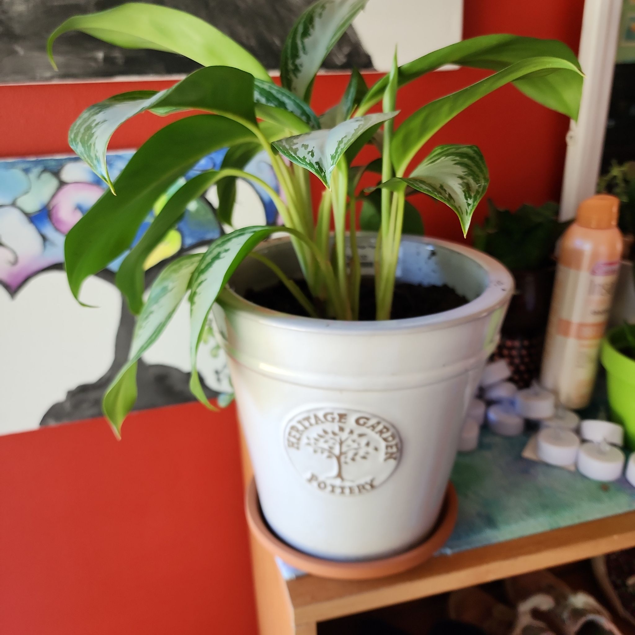 Photo of the plant species Aglaonema 'Leprechaun' by @esovereign named Norman on Greg, the plant care app