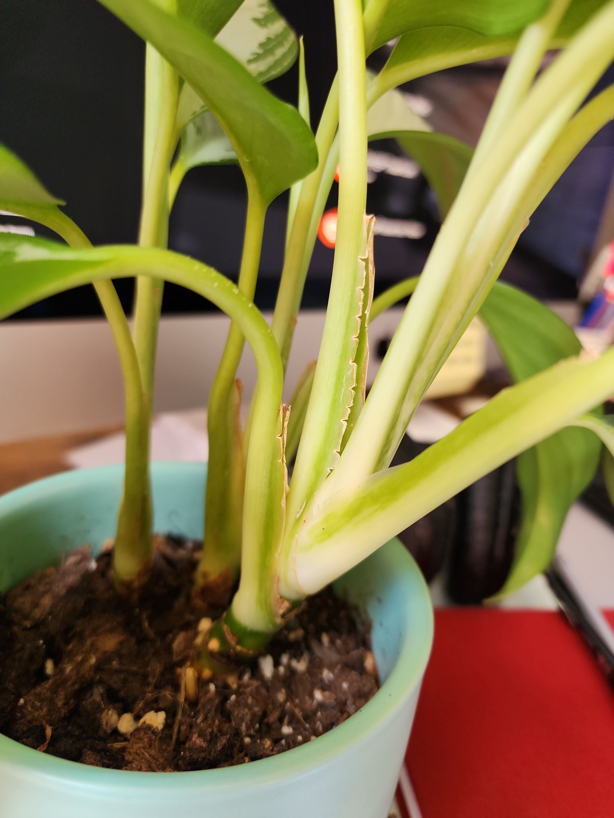 Where Can Aglaonema 'Leprechaun' Grow? Zones 10a11b 🍀