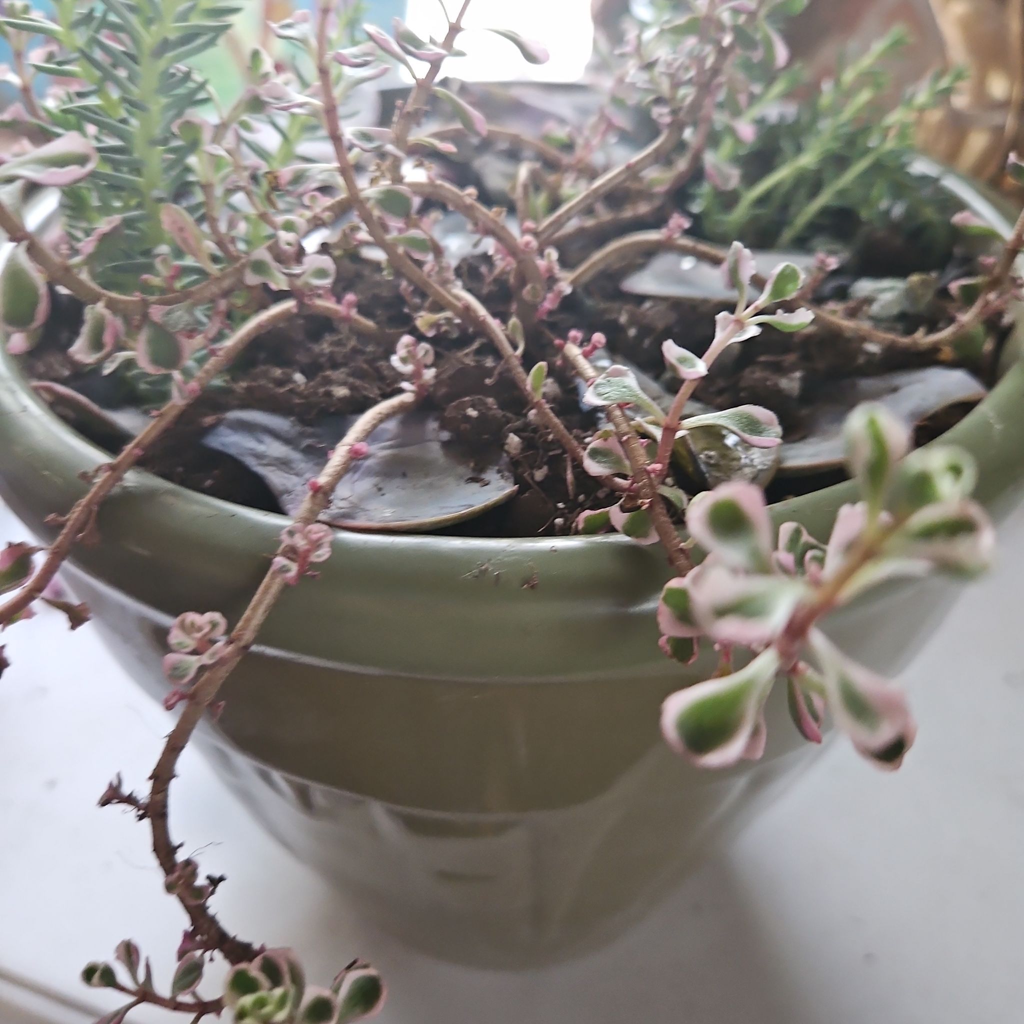 Tricolor Stonecrop uploaded to the Greg plant app by @mammothmilkway