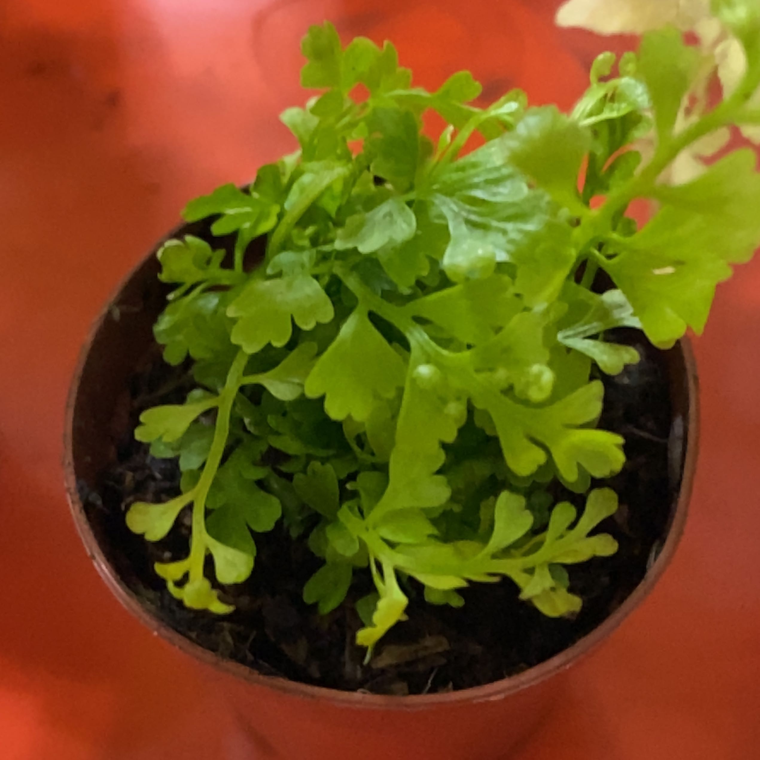 Photo of the plant species Jersey Fern by @CleanDill named Plato on Greg, the plant care app