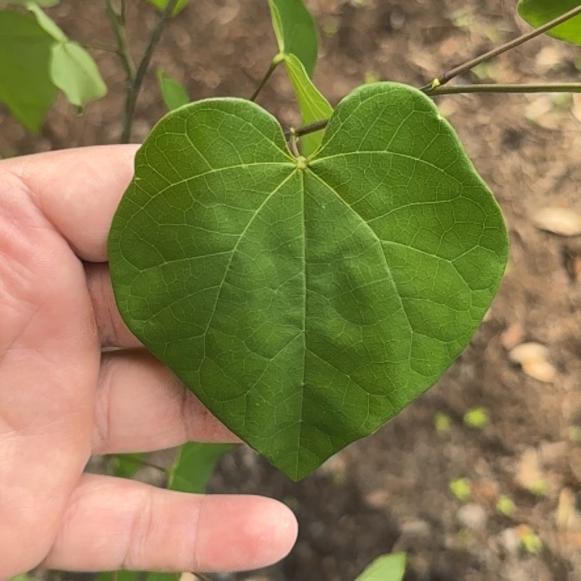 Photo of the plant species Mexican Redbud by @CleanDill named Rosa on Greg, the plant care app