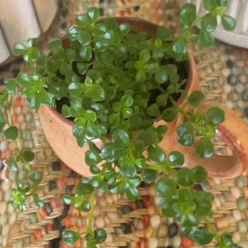 Photo of the plant species Giant Baby Tears by @SleekAnisetree named Marley on Greg, the plant care app