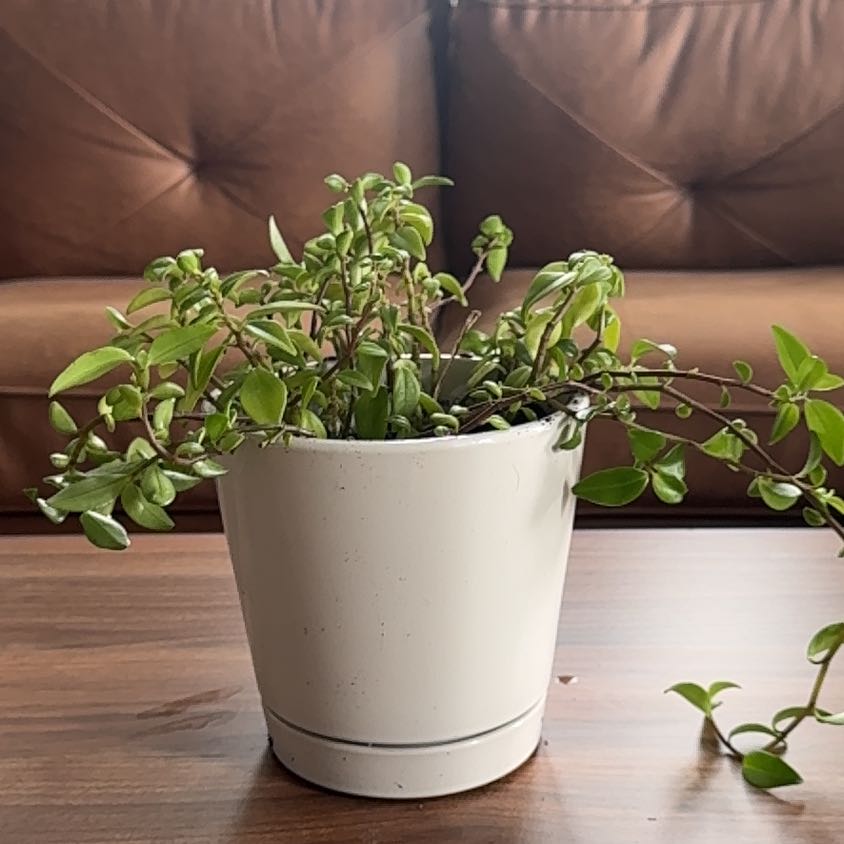 Photo of the plant species gold fish plant by @VentureOwl named Nithin on Greg, the plant care app