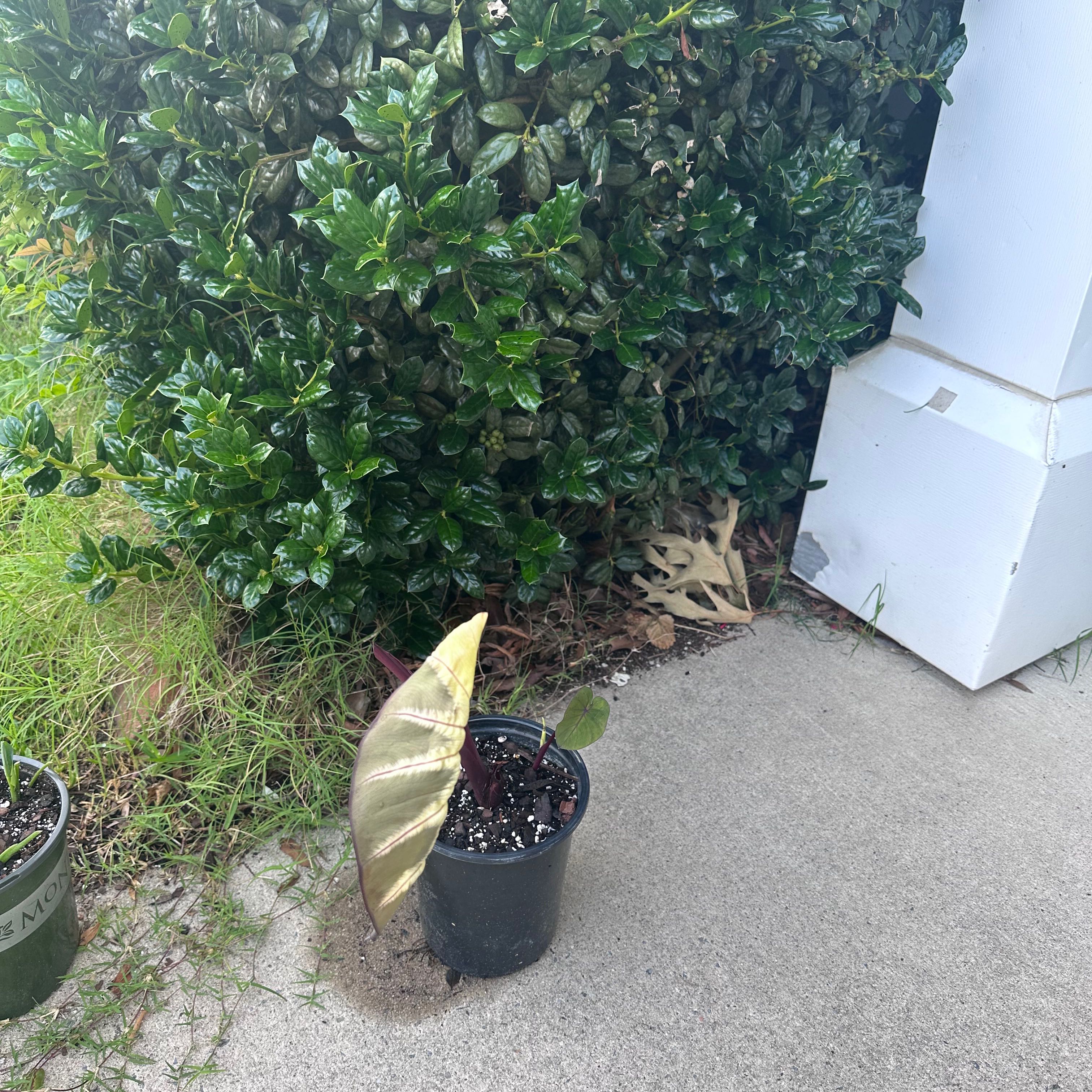 Photo of the plant species Colocasia Royal Hawaiian® 'Waikiki' by @GenialLettuce named Sonora on Greg, the plant care app