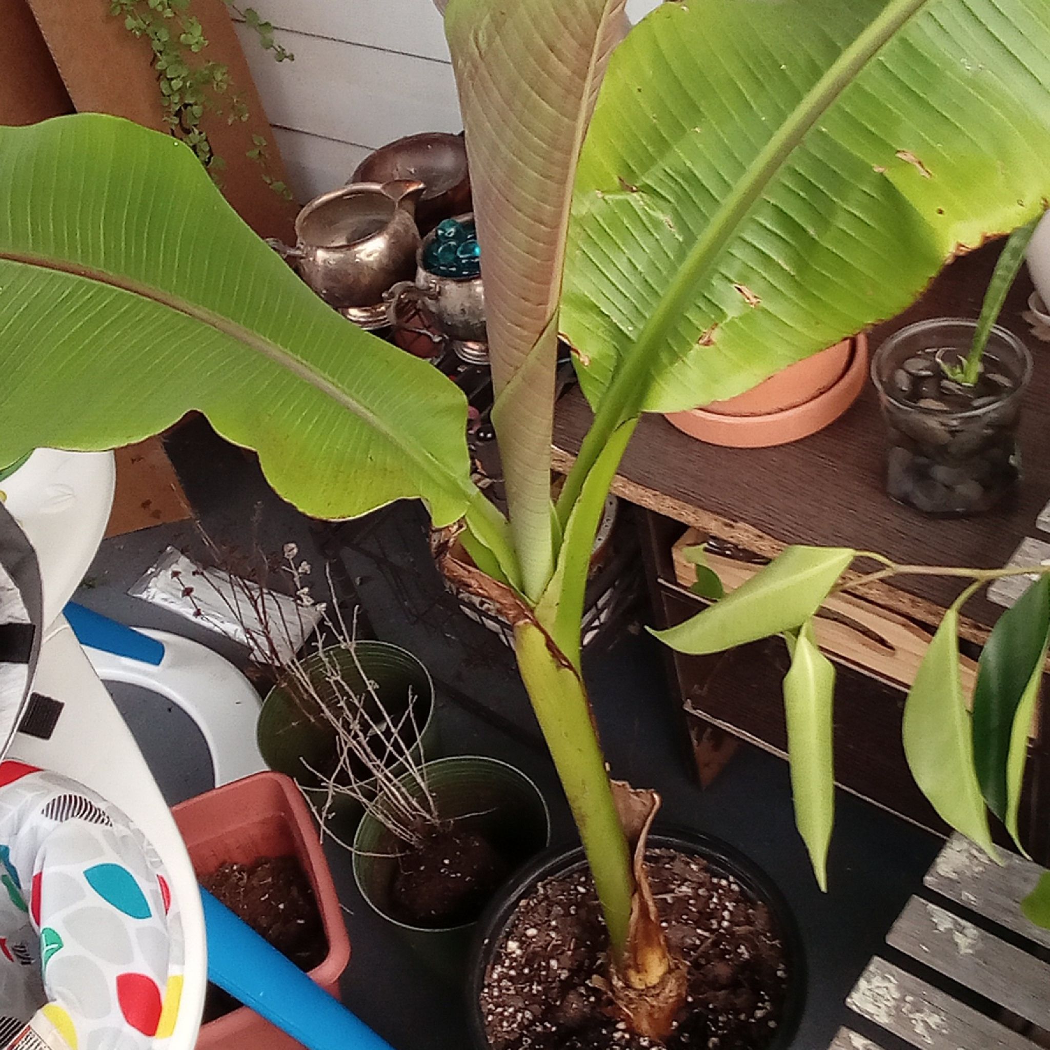 Japanese Banana plant with large green leaves and minor browning at the edges, potted with visible soil.