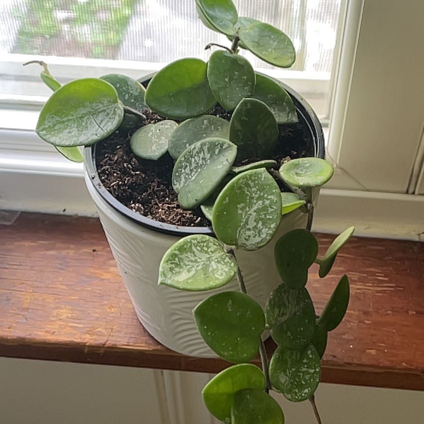 Photo of the plant species Hoya 'Mathilde Splash' by @BeefyPhlox named Sword on Greg, the plant care app