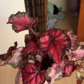 Photo of the plant species Rex Begonia ‘Harmony’s Fatal Attraction’ by @BeefyPhlox named Hydra on Greg, the plant care app